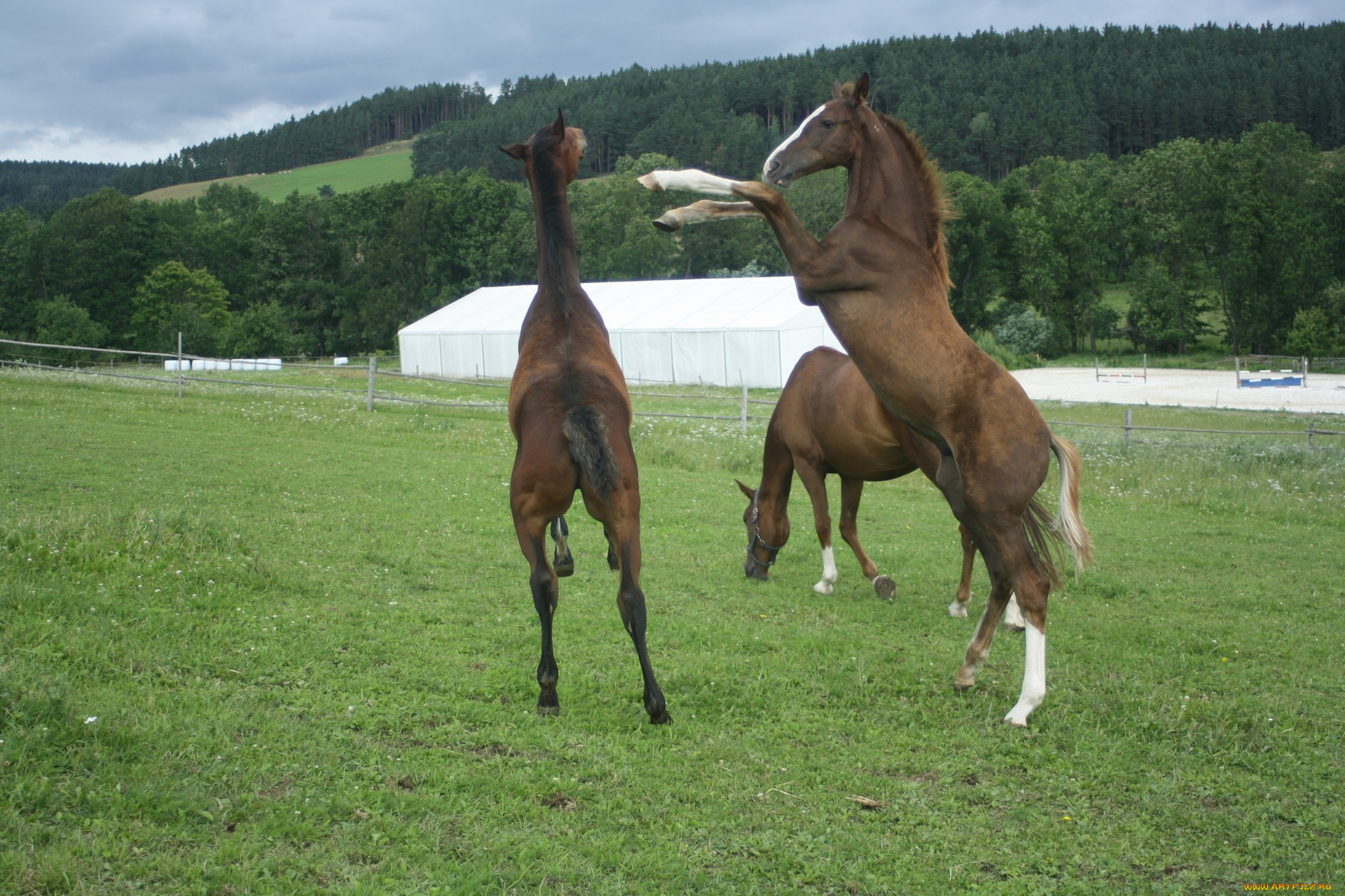 животные, лошади