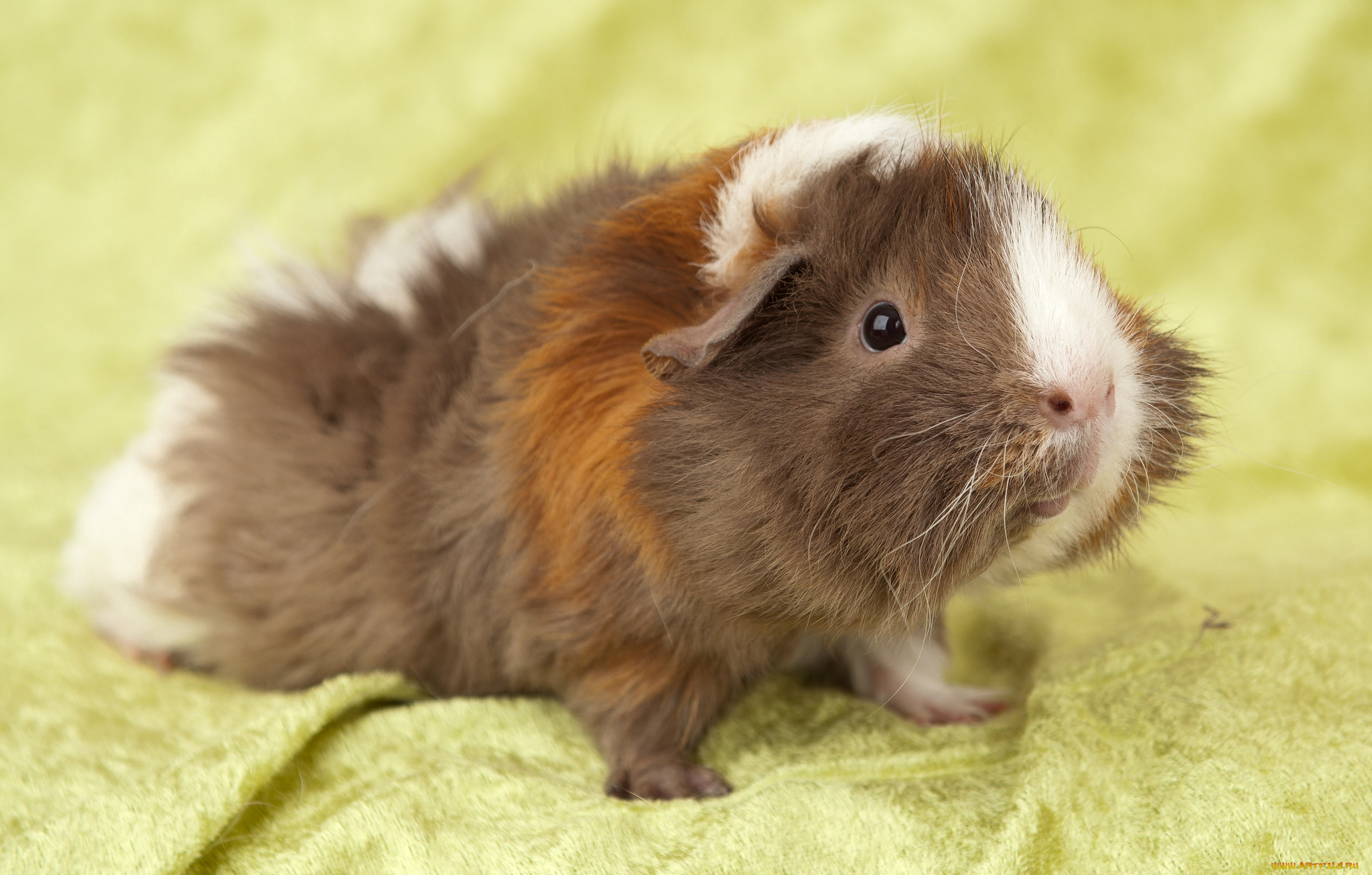 животные, морские, свинки, хомяки, пестрый, лохматый