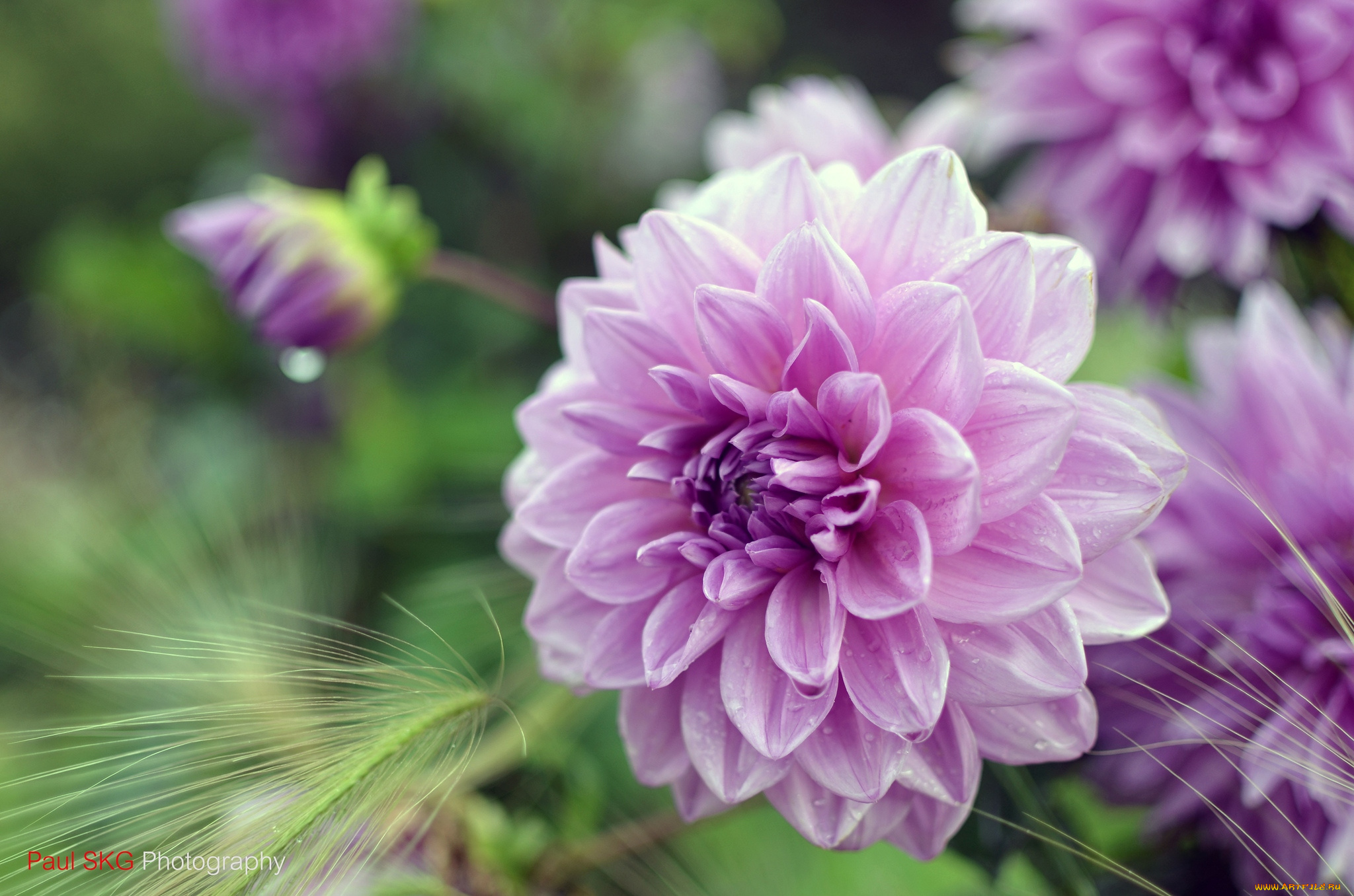 цветы, георгины, розовый