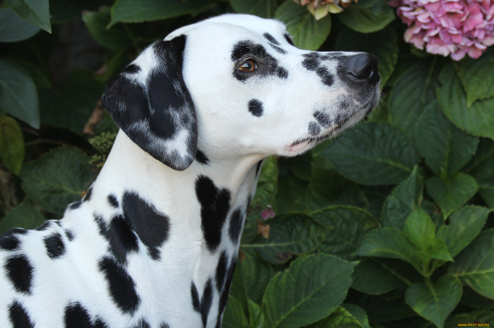 животные, собаки, далматинец