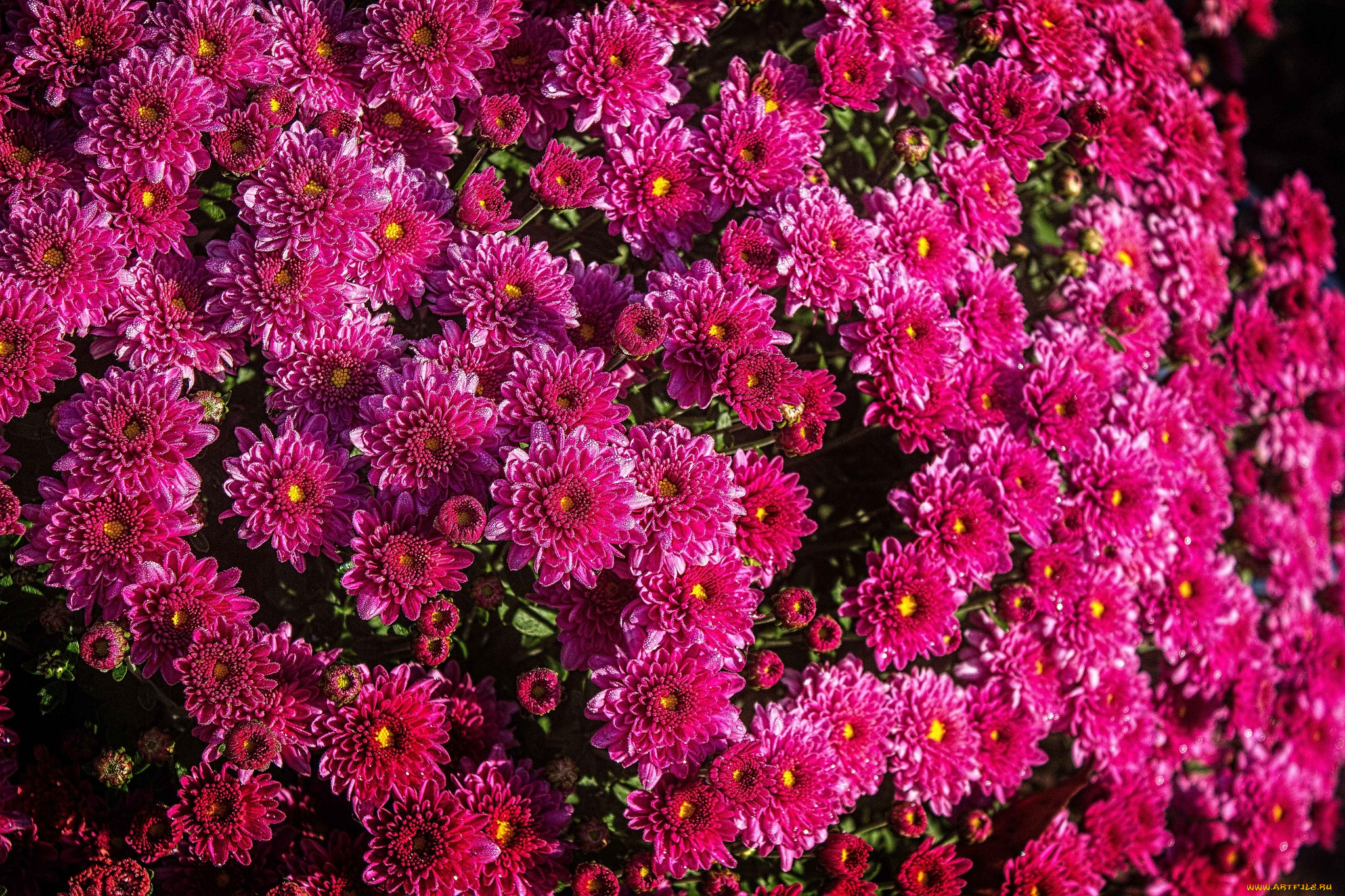 цветы, хризантемы, малиновый, много