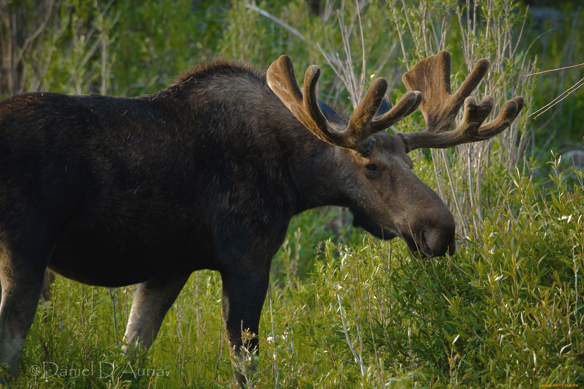 животные, лоси, рога