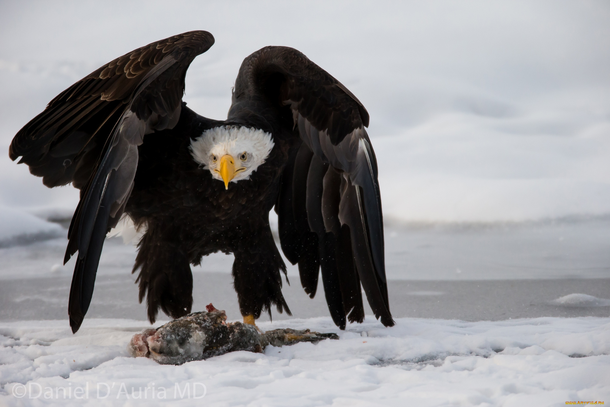 животные, птицы, хищники, добыча, крылья, хищник, орлан