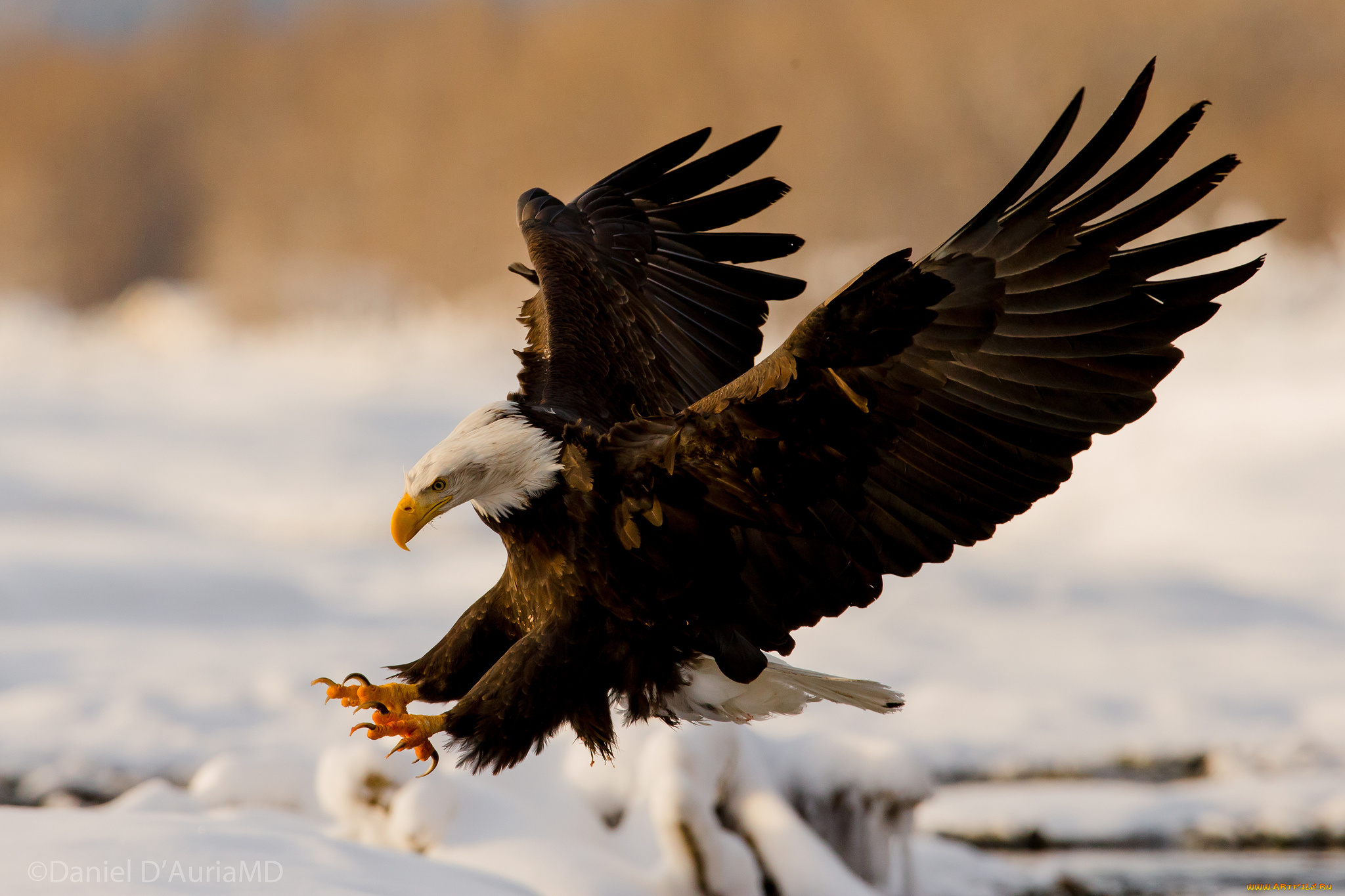 животные, птицы, хищники, орлан, крылья, посадка