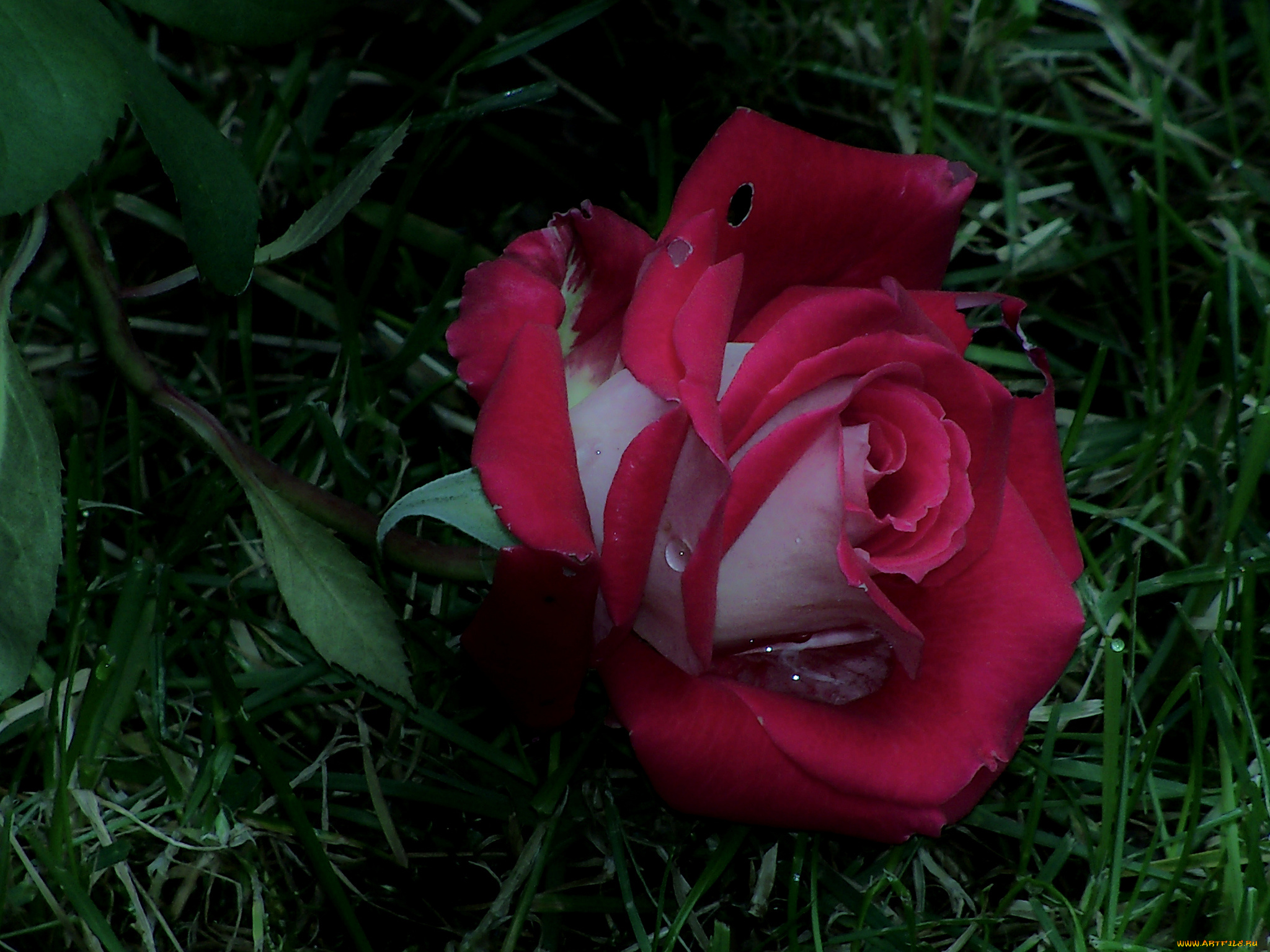 цветы, розы, трава