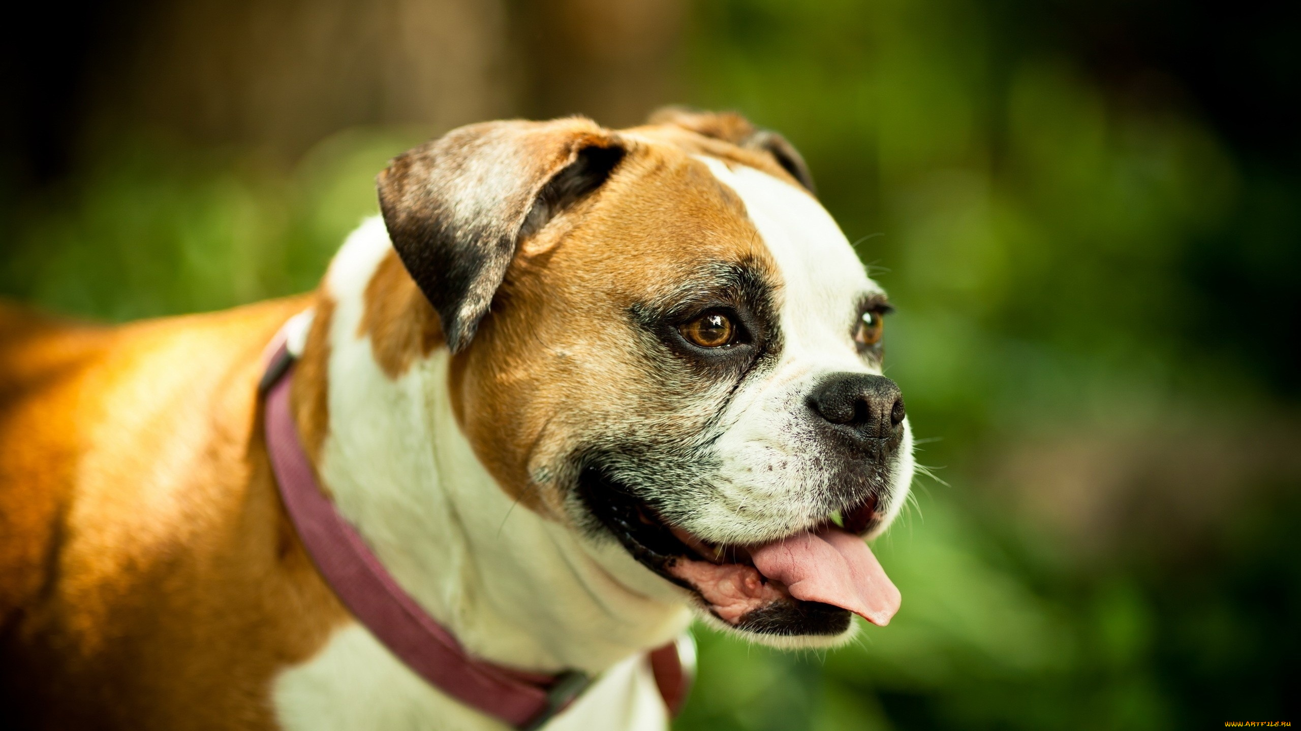 животные, собаки, собака