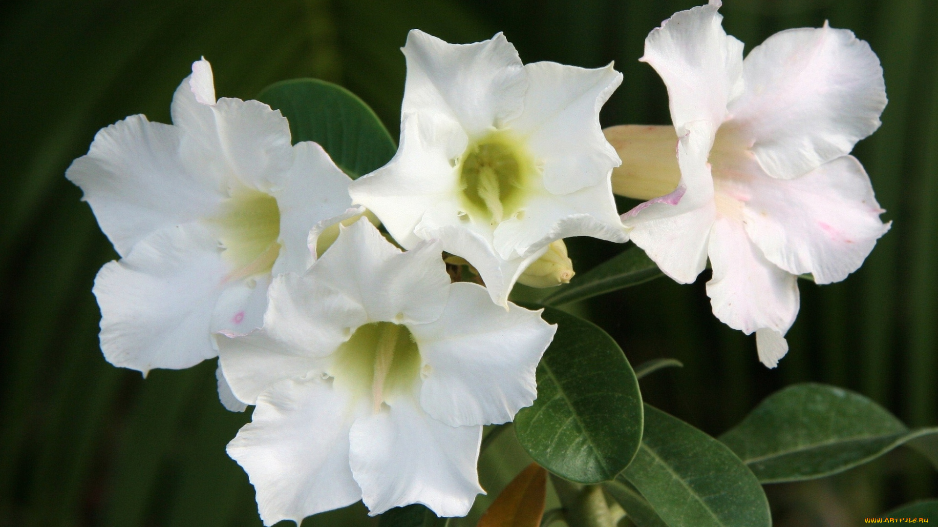 цветы, адениум, , пустынная, роза, пустынная, роза