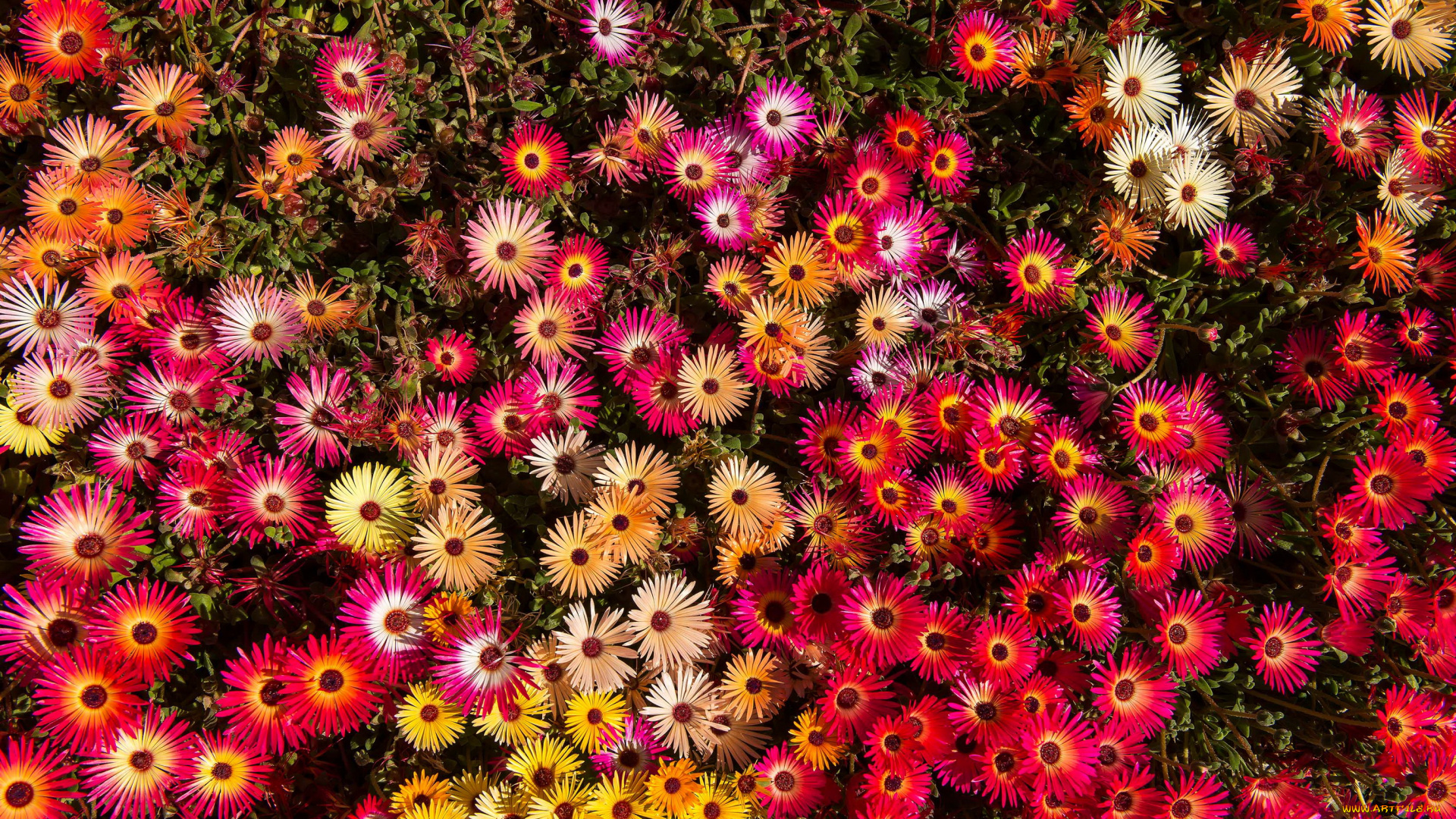 цветы, аизовые, ливингстон, ромашки, мезембриантемум