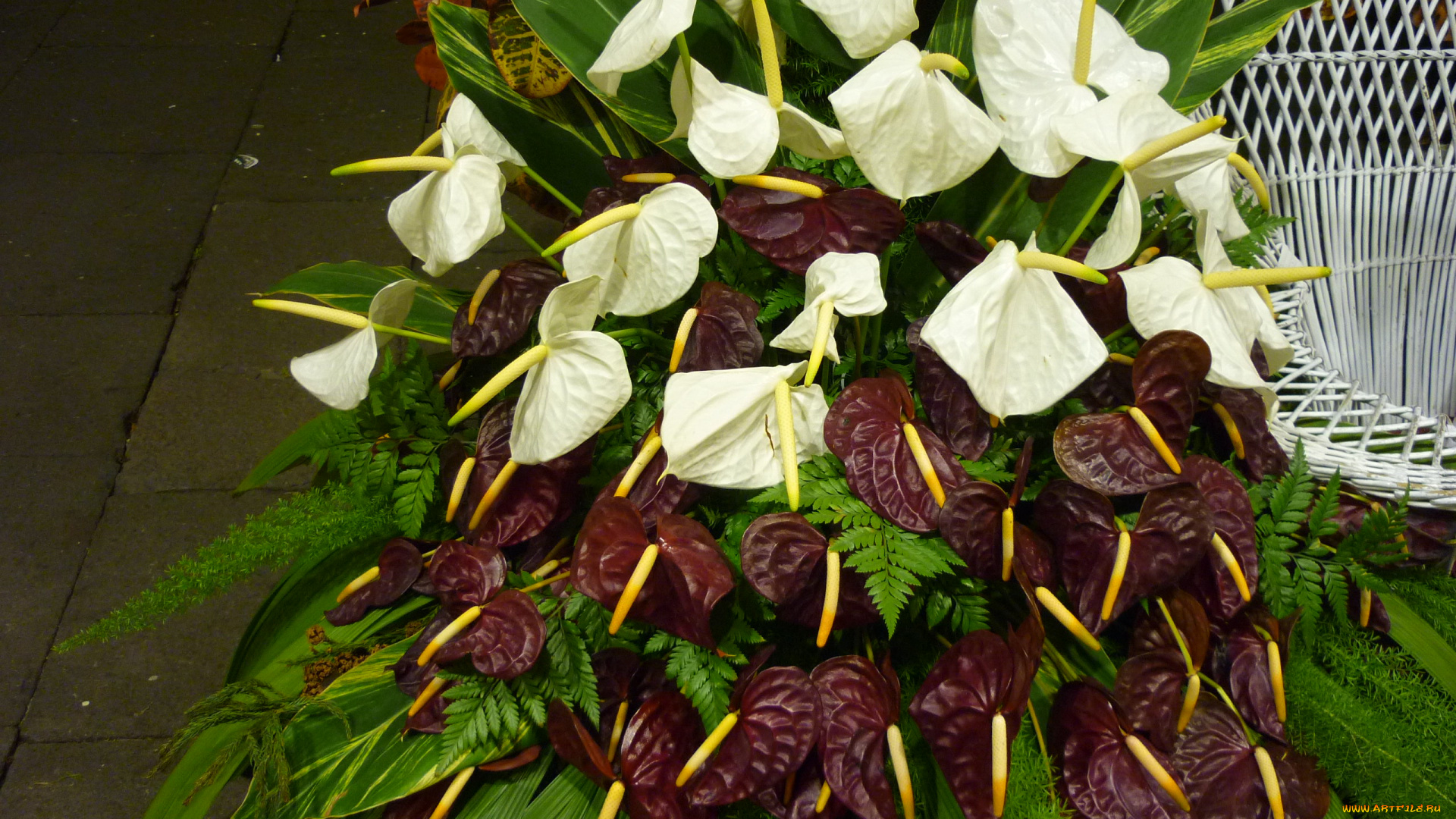 цветы, антуриум, , цветок, фламинго, композиция