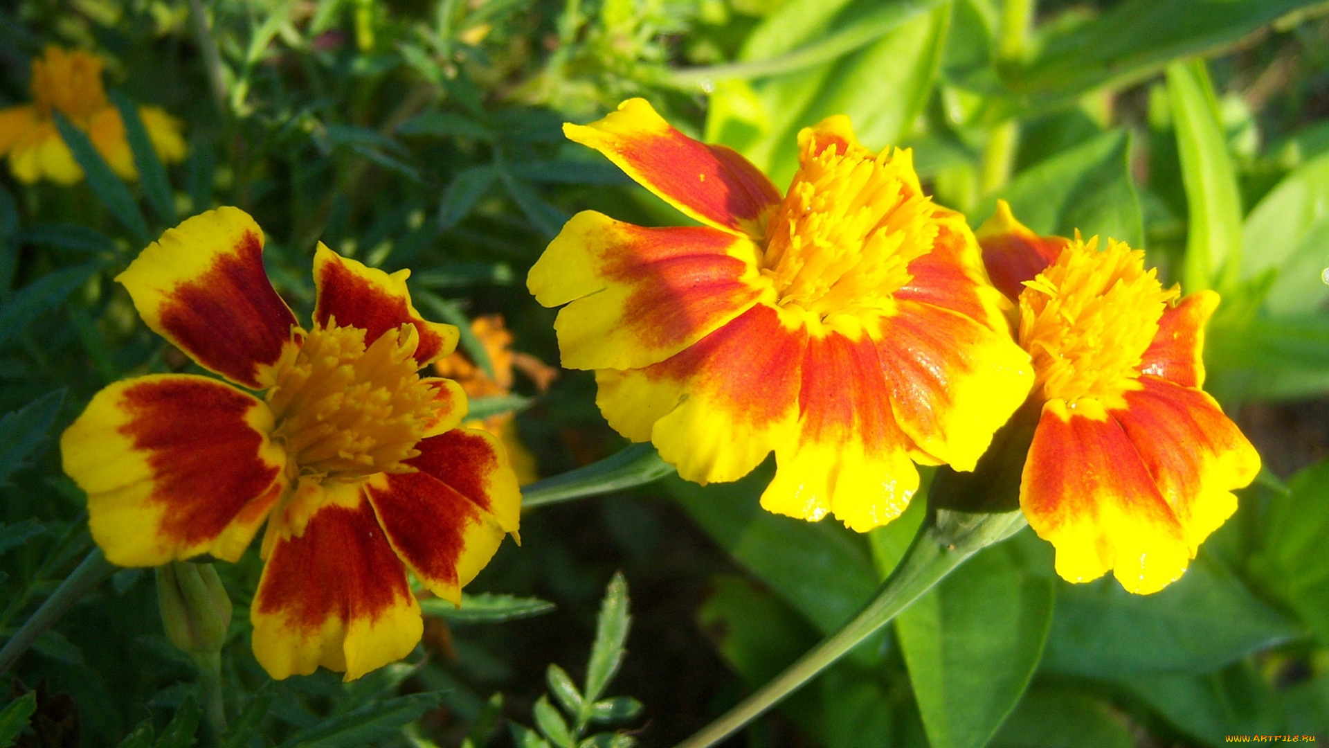 цветы, бархатцы, оранджевые