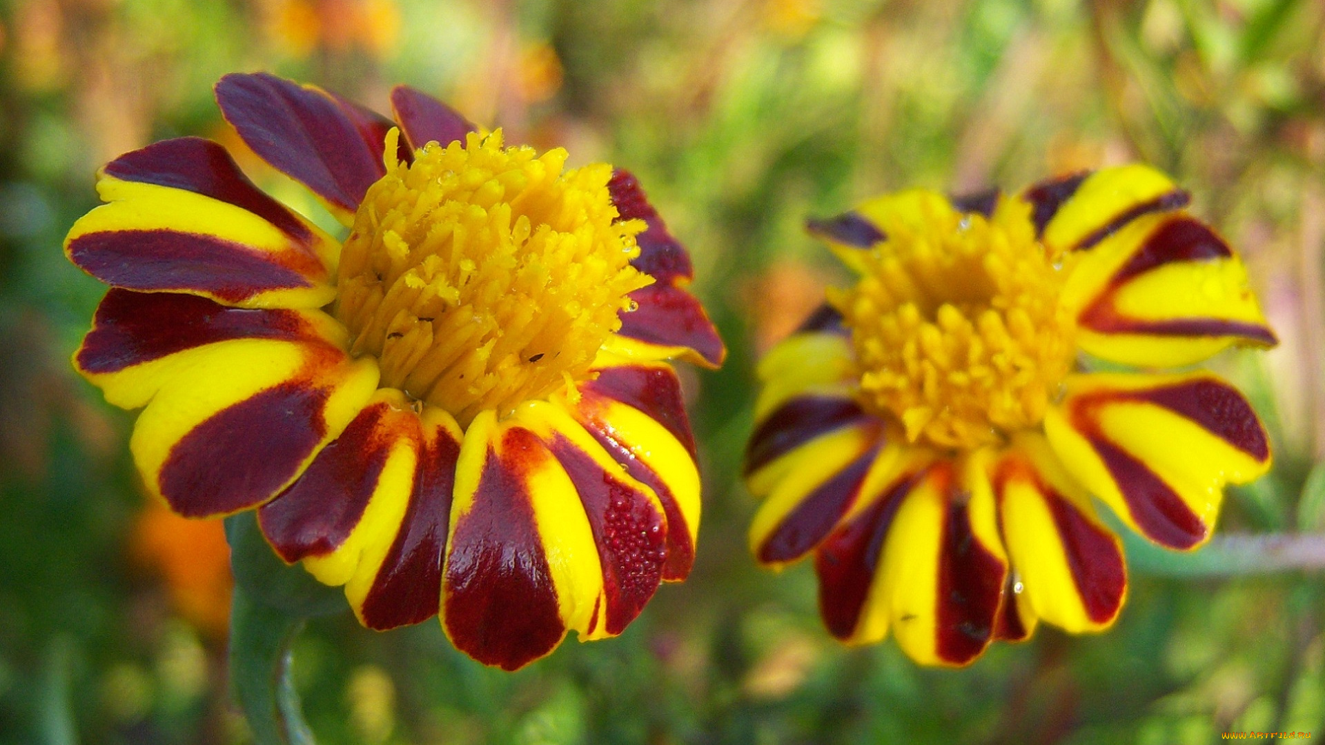 цветы, бархатцы, полоски, капельки