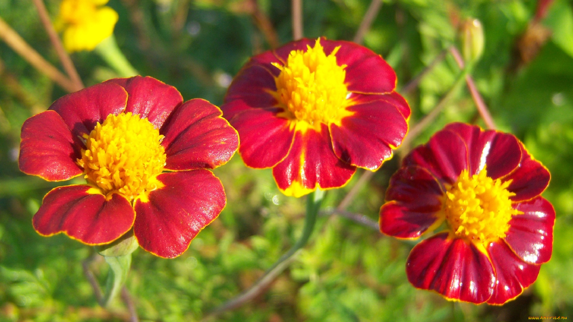 цветы, бархатцы, трио