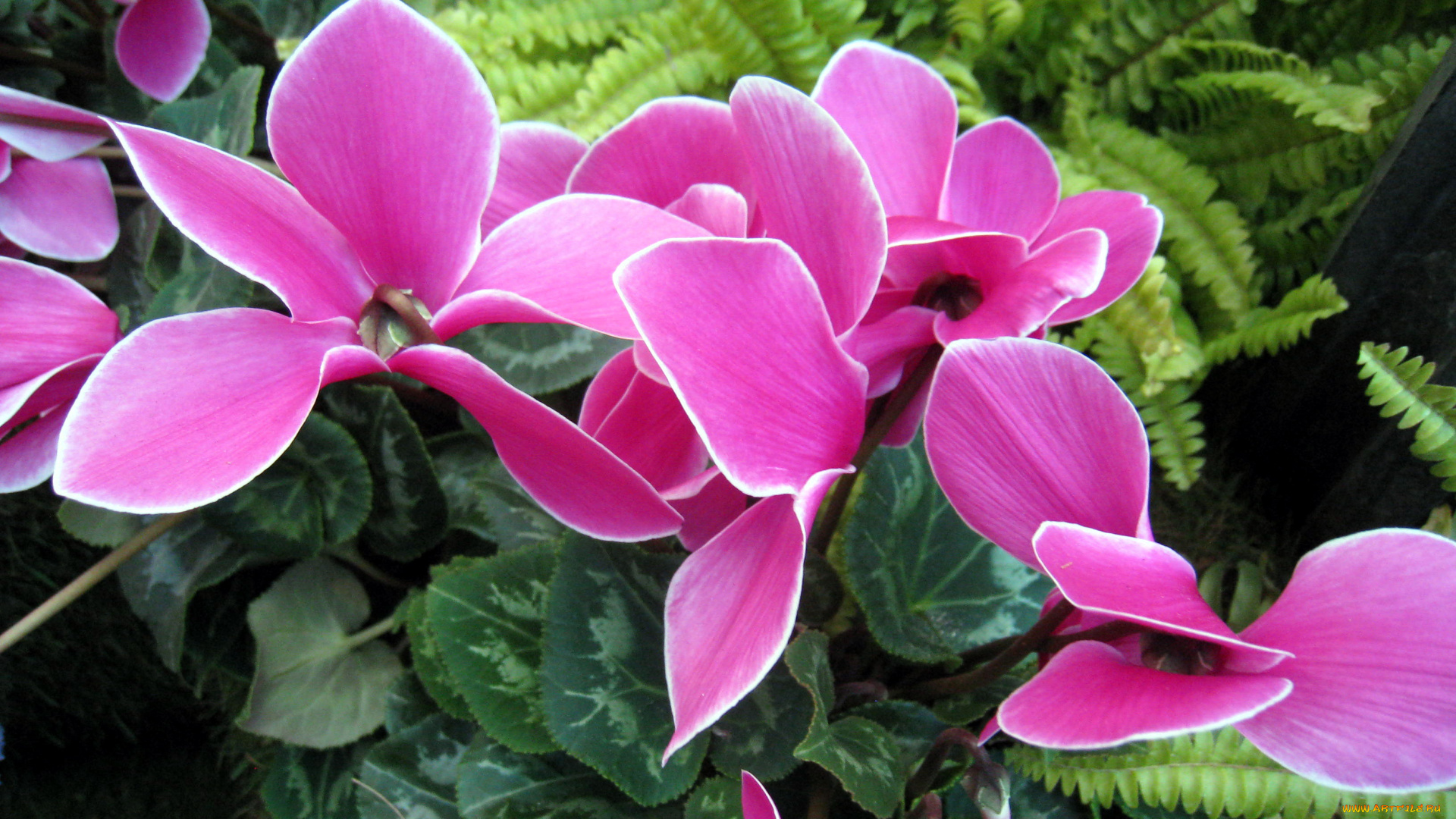 цветы, цикламены, розовый