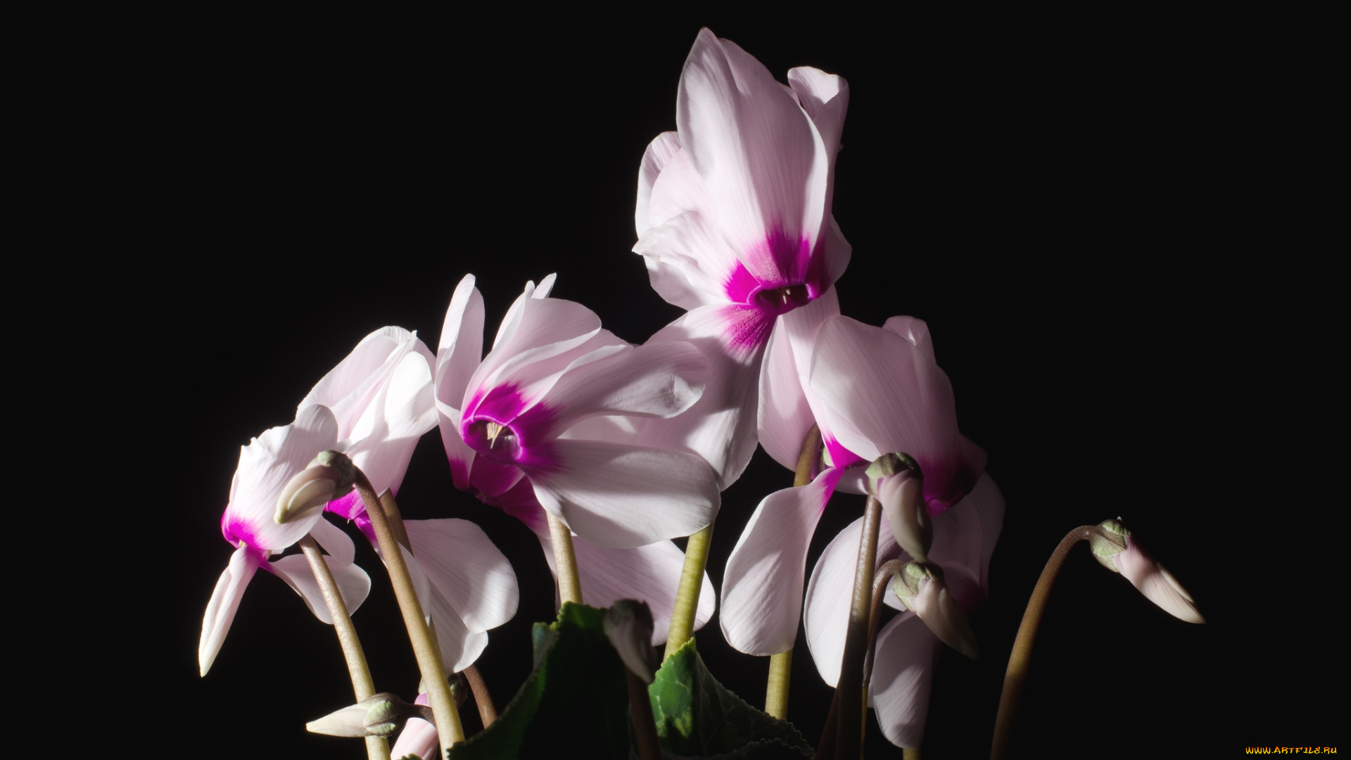 цветы, цикламены, розовый