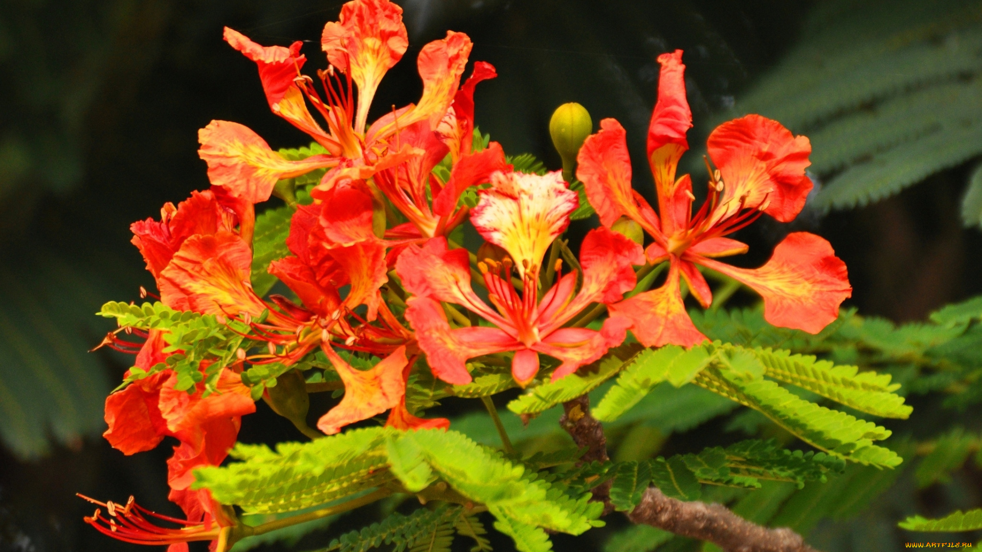 цветы, делоникс, королевский, , огненное, дерево, тропики