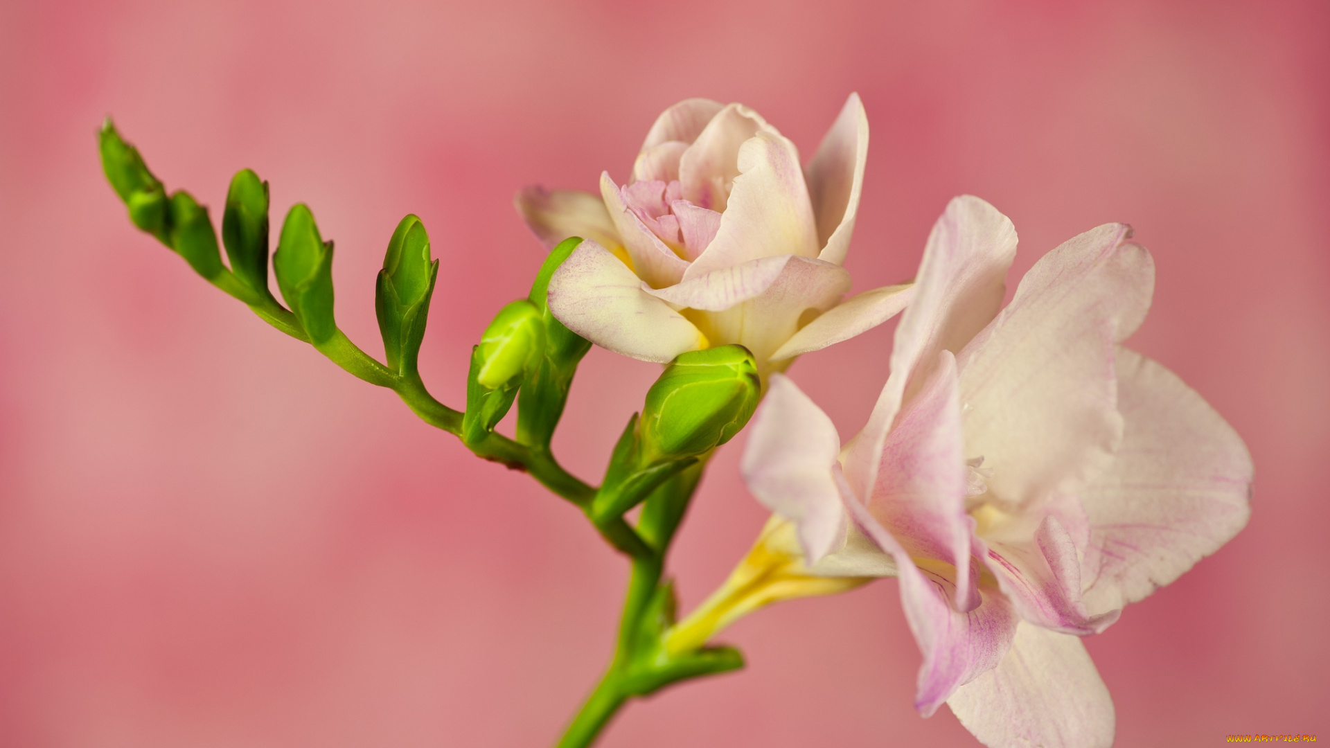 цветы, фрезия, ветка