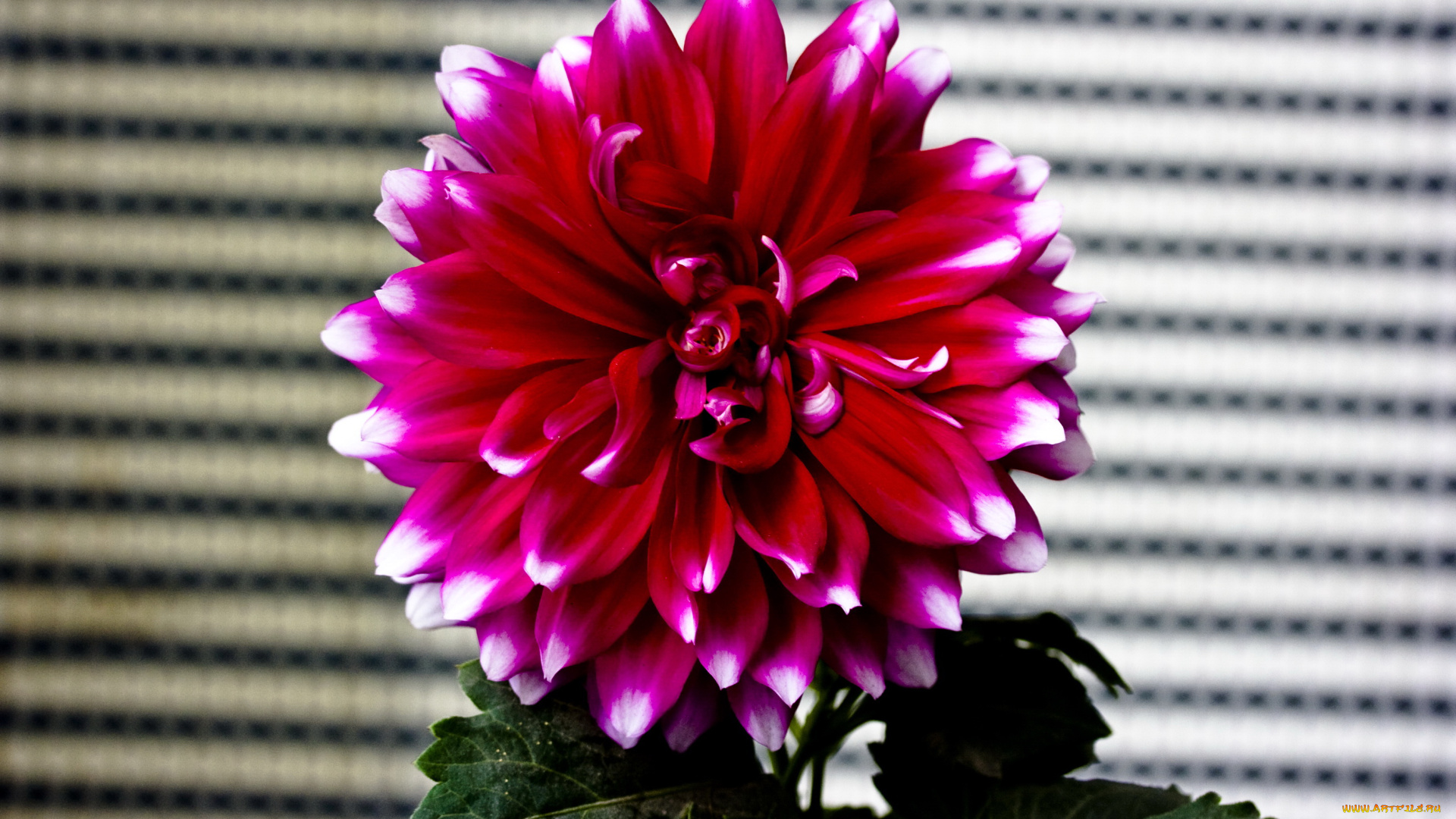 цветы, георгины, георгина