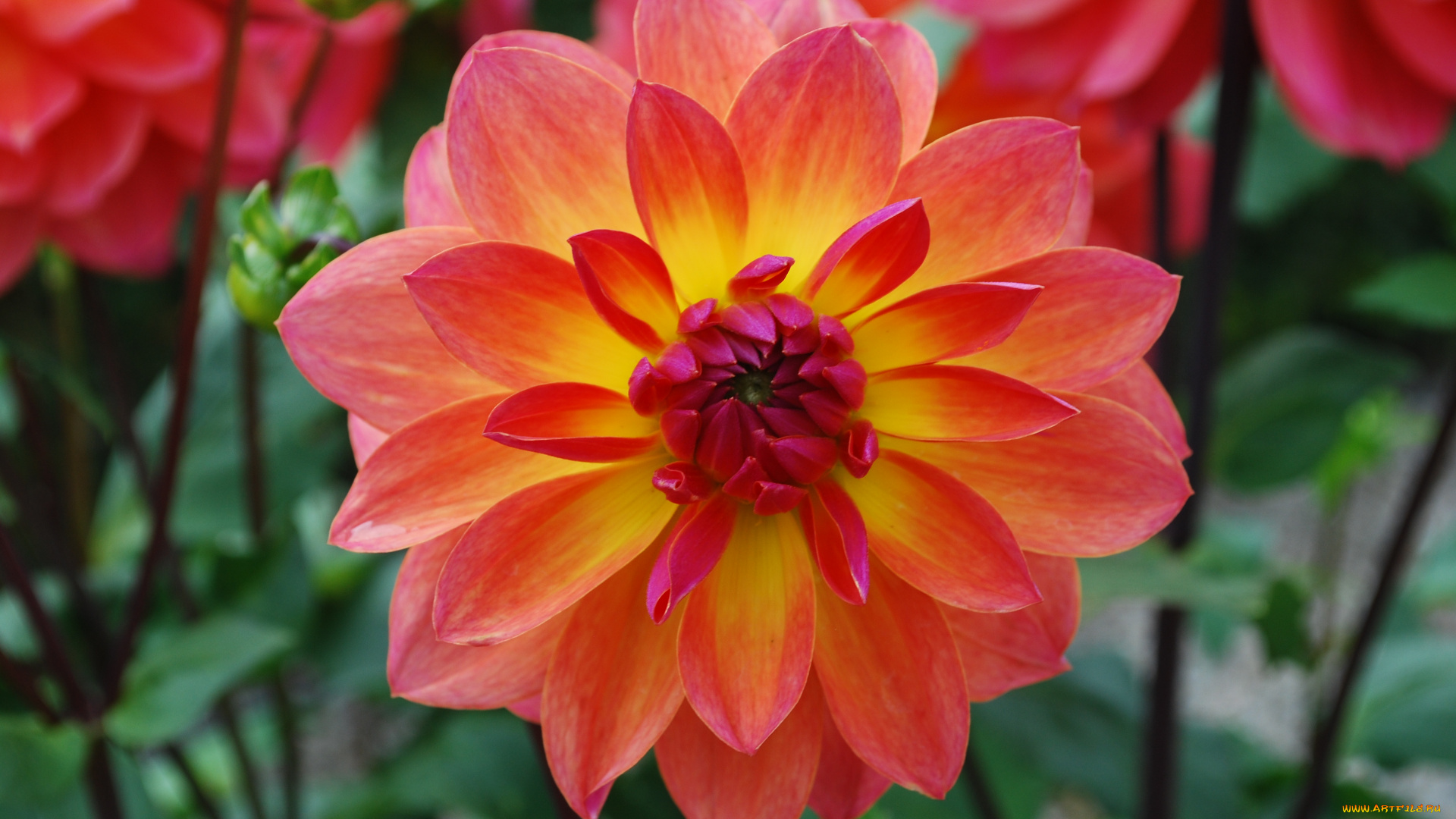 цветы, георгины, лепестки