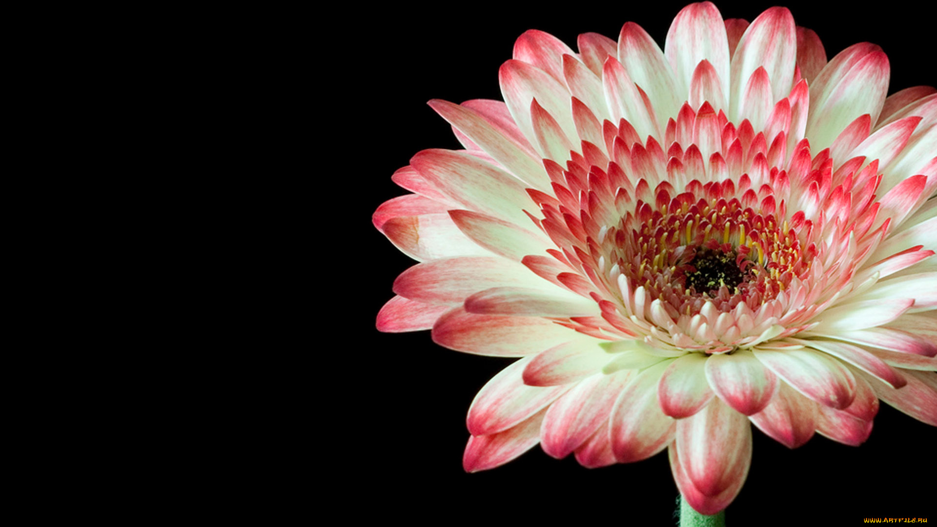 цветы, герберы, лепестки