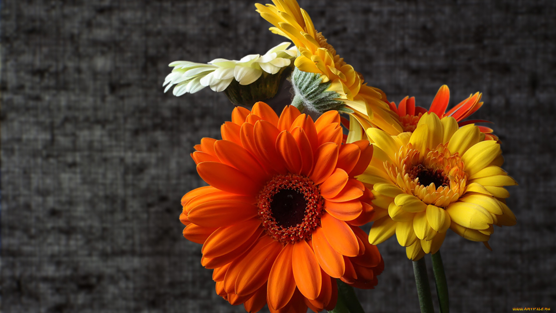 цветы, герберы, лепестки