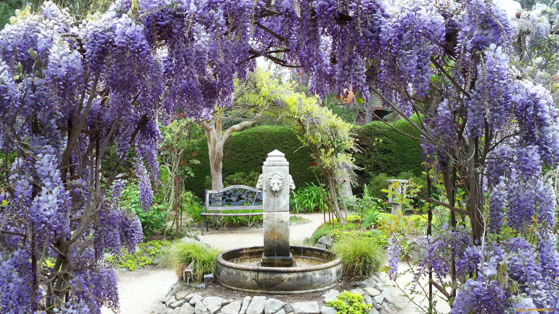 цветы, глициния, парк, фонтан