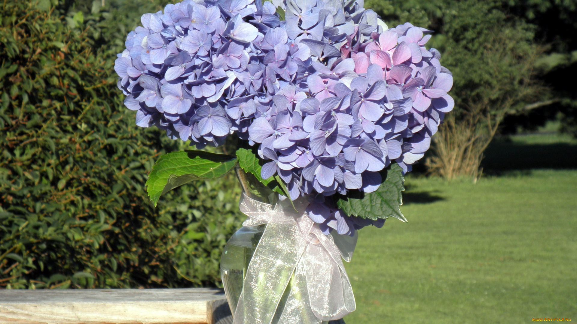 цветы, гортензия, ваза, лента, бант