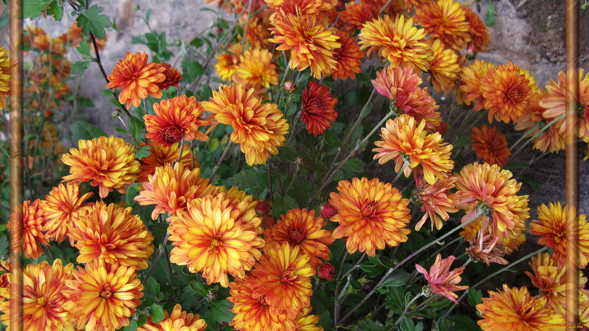 цветы, хризантемы, лепестки