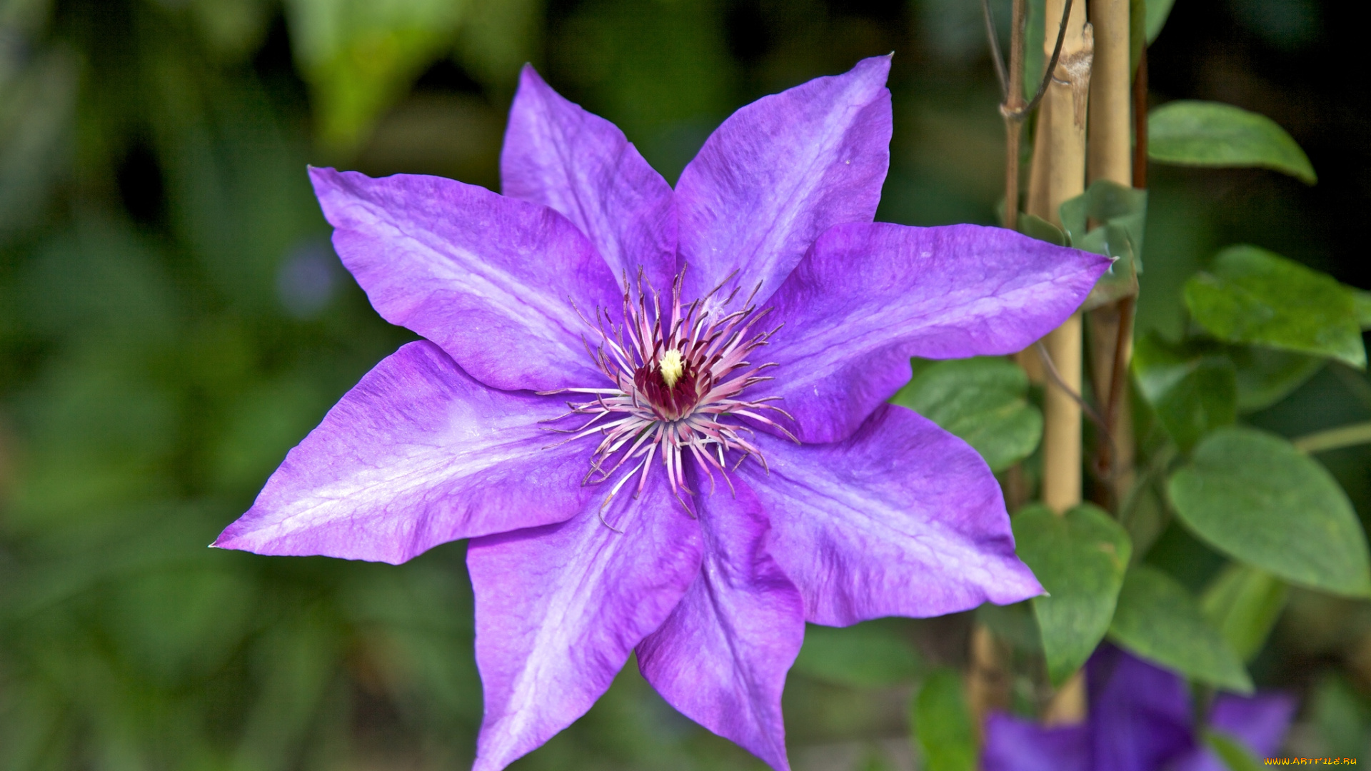 цветы, клематис, , ломонос, макро