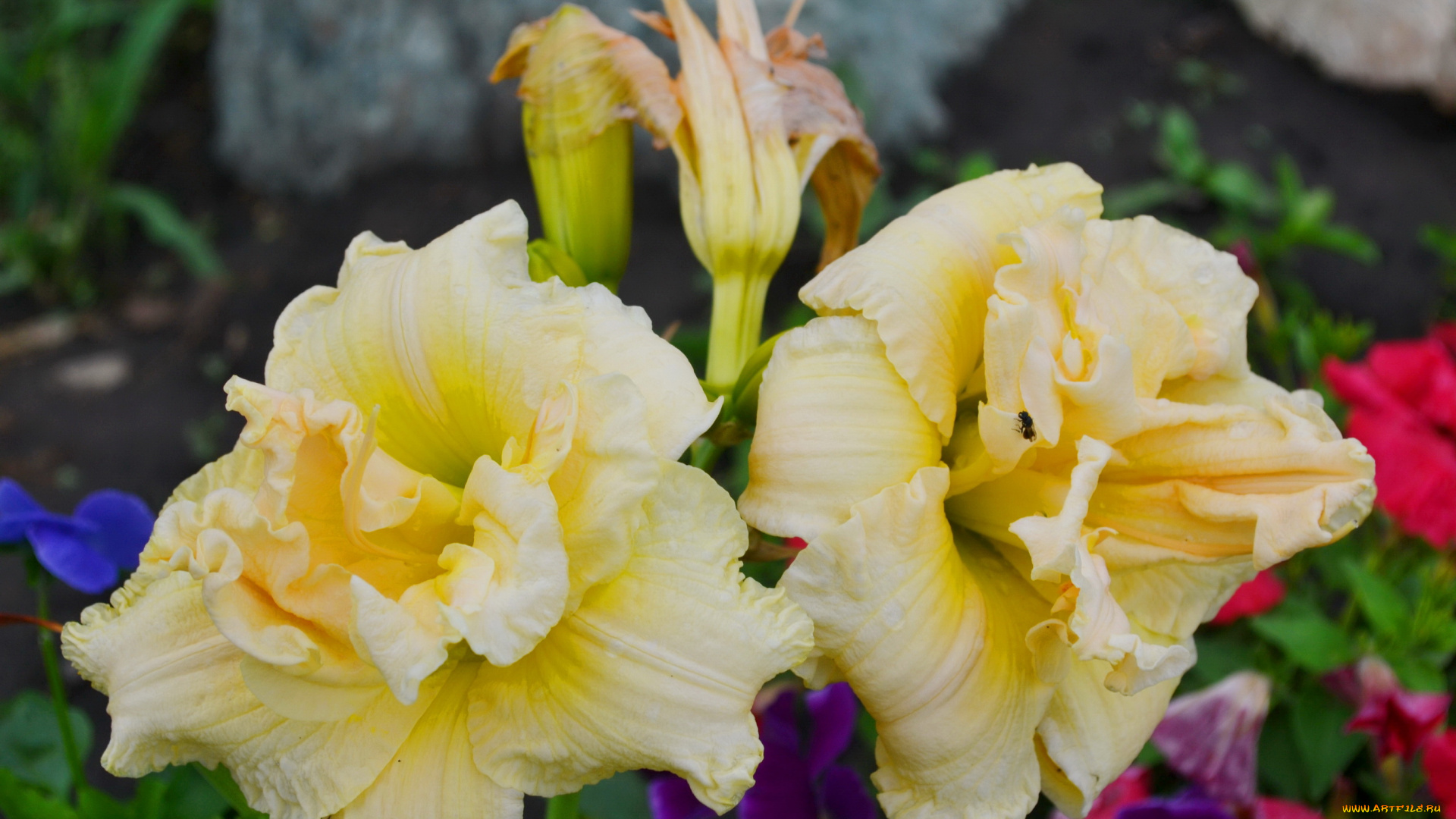 цветы, лилии, , лилейники, лилейник