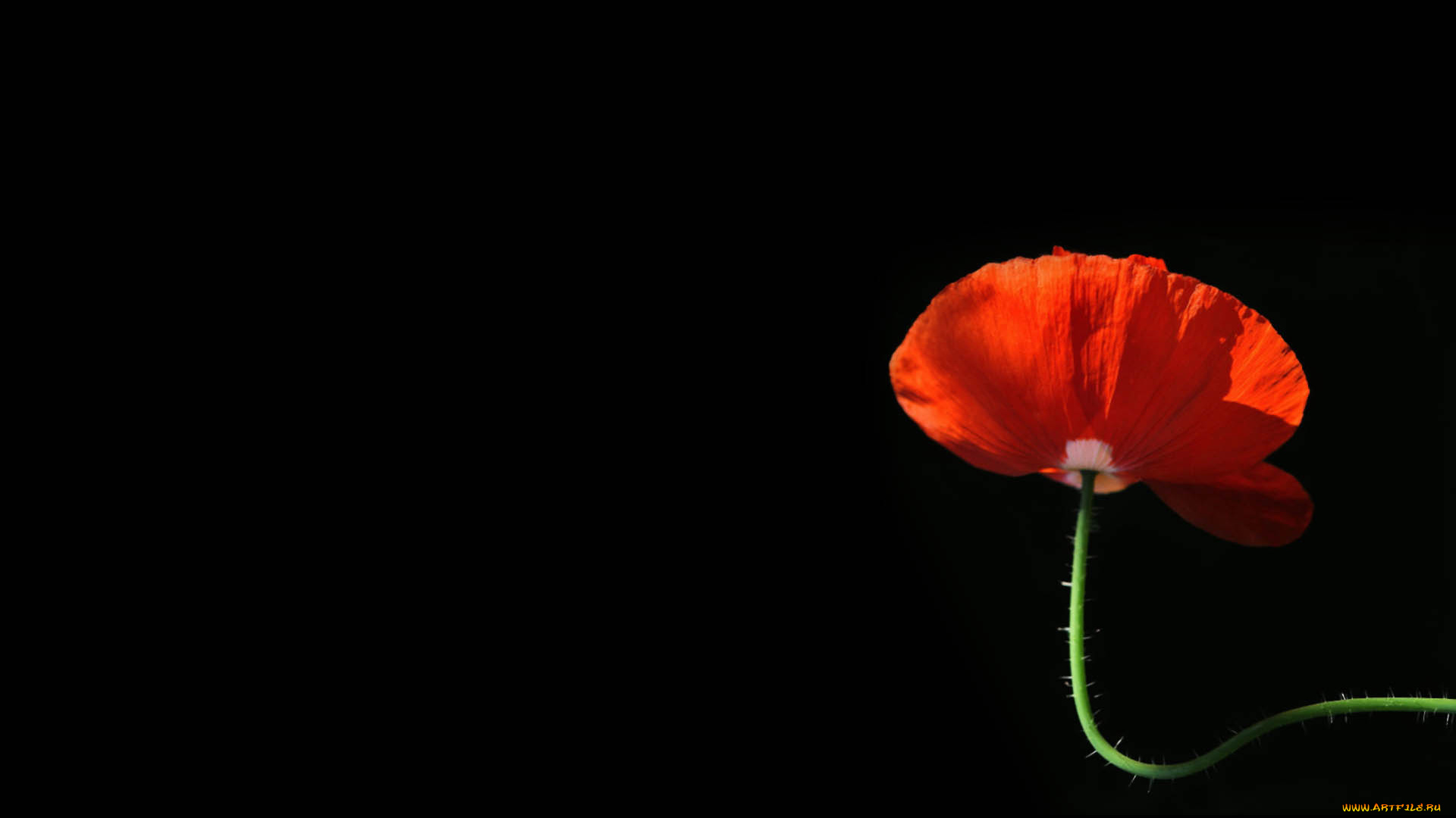 цветы, маки, лепестки