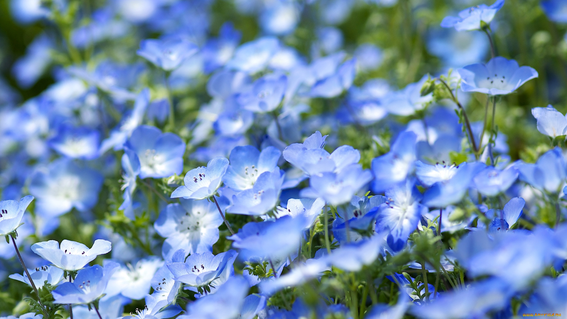 цветы, немофилы, , вероники, голубой