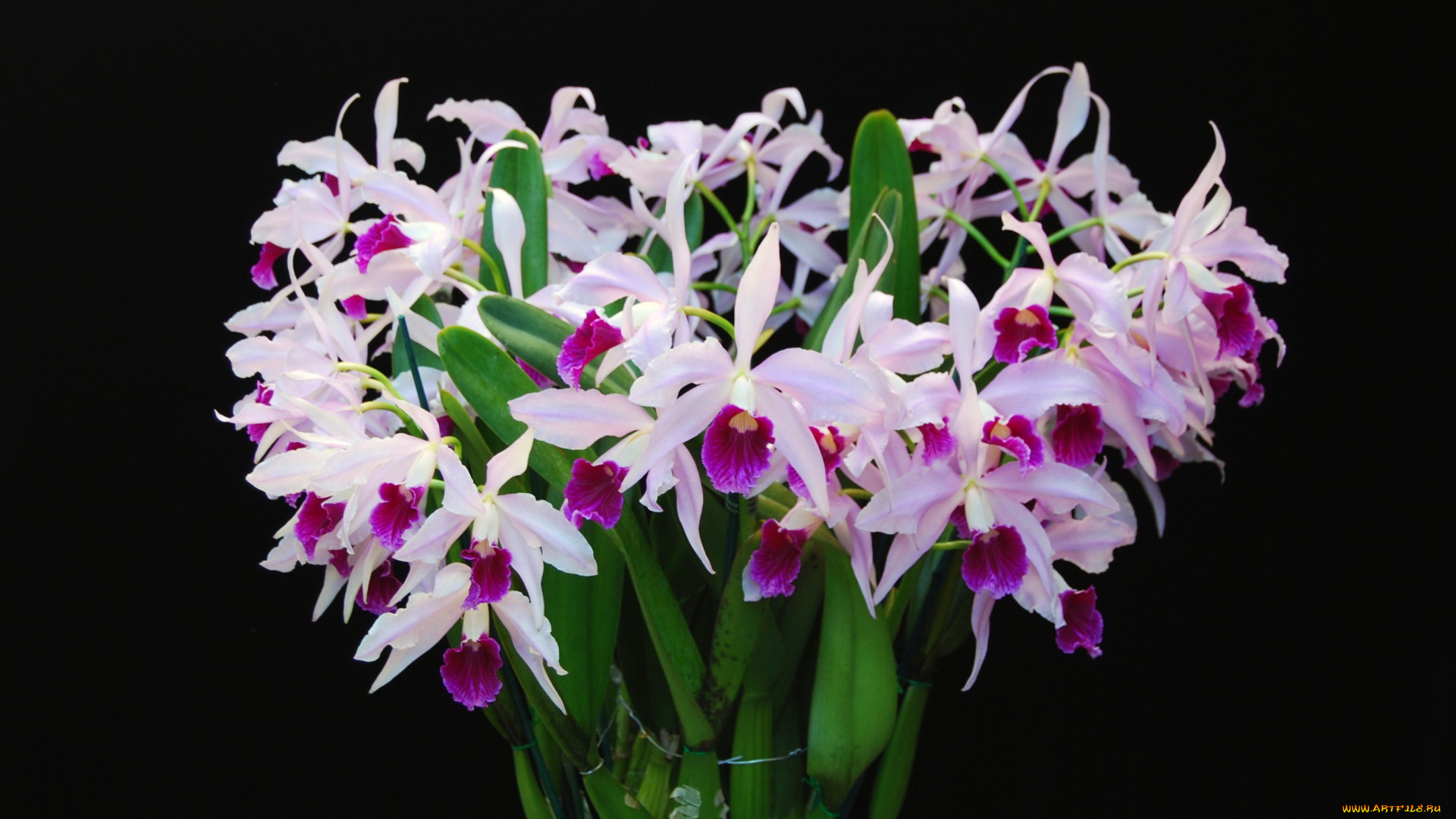 цветы, орхидеи