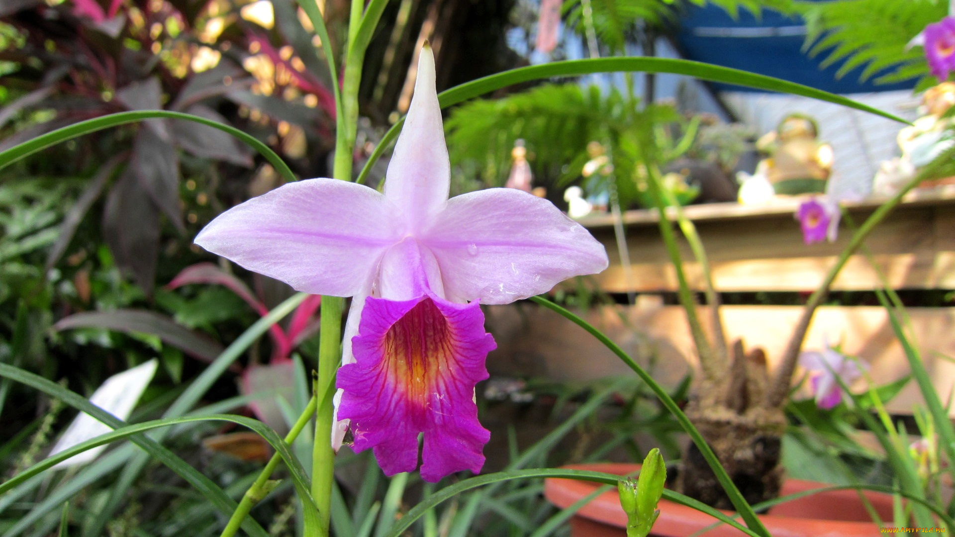 цветы, орхидеи, экзотика