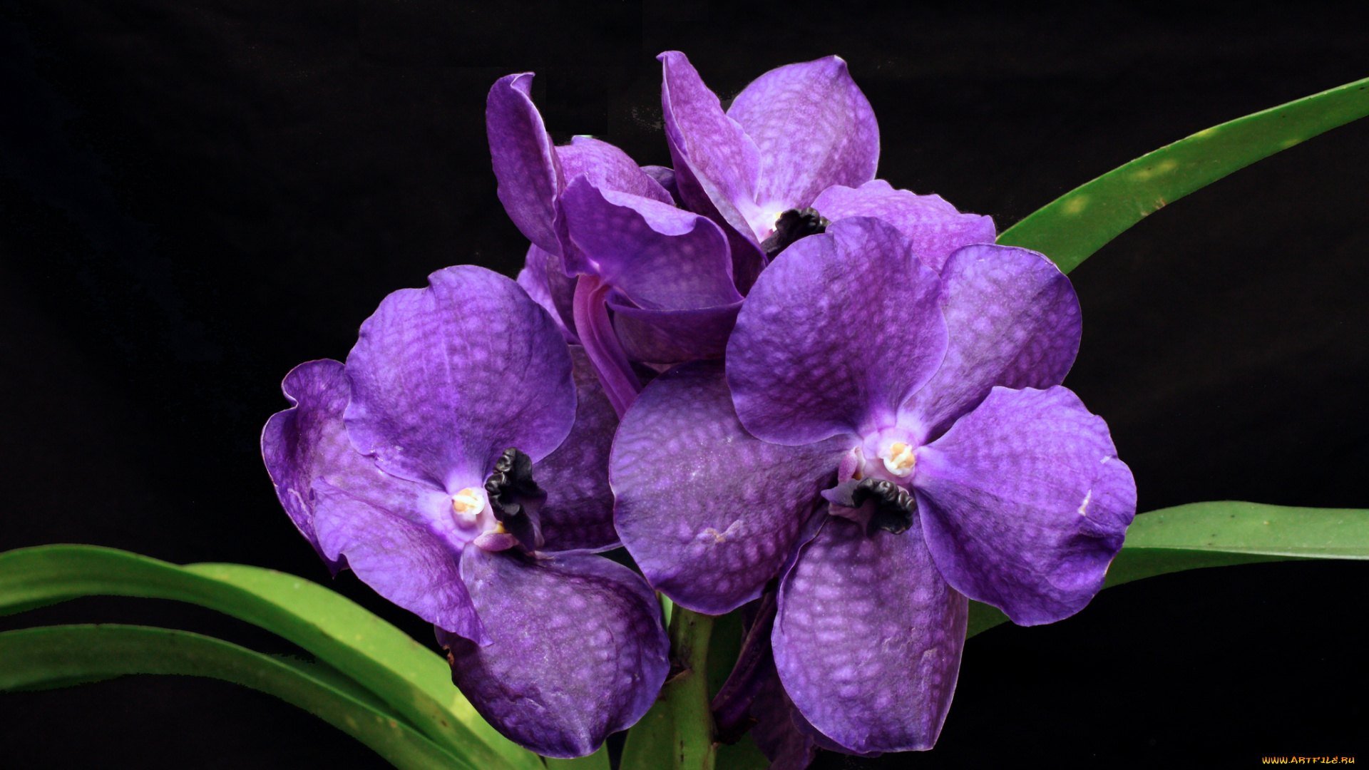 цветы, орхидеи, фиолетовый