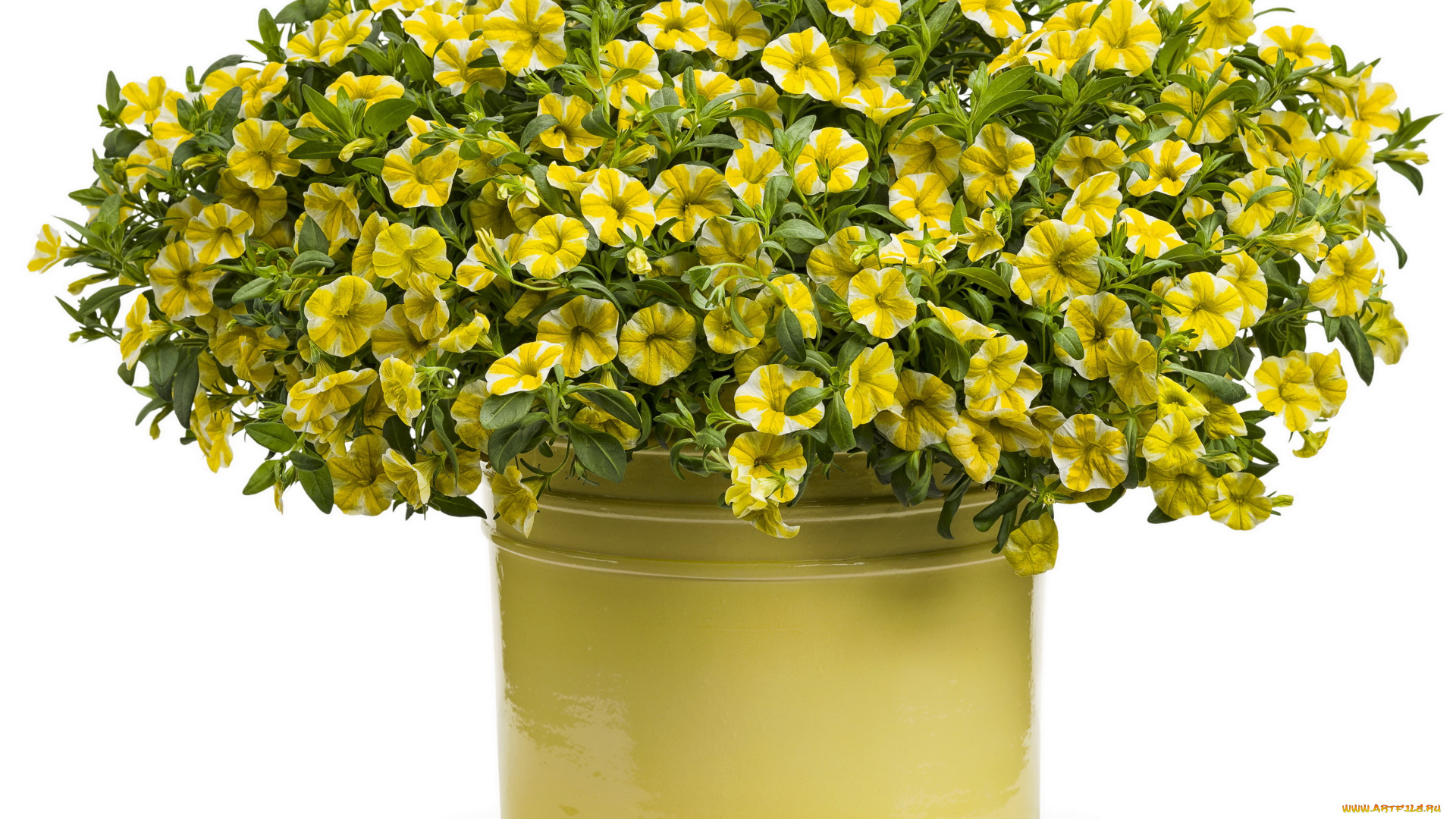 цветы, петунии, , калибрахоа, петунья, calibrachoa, ведро