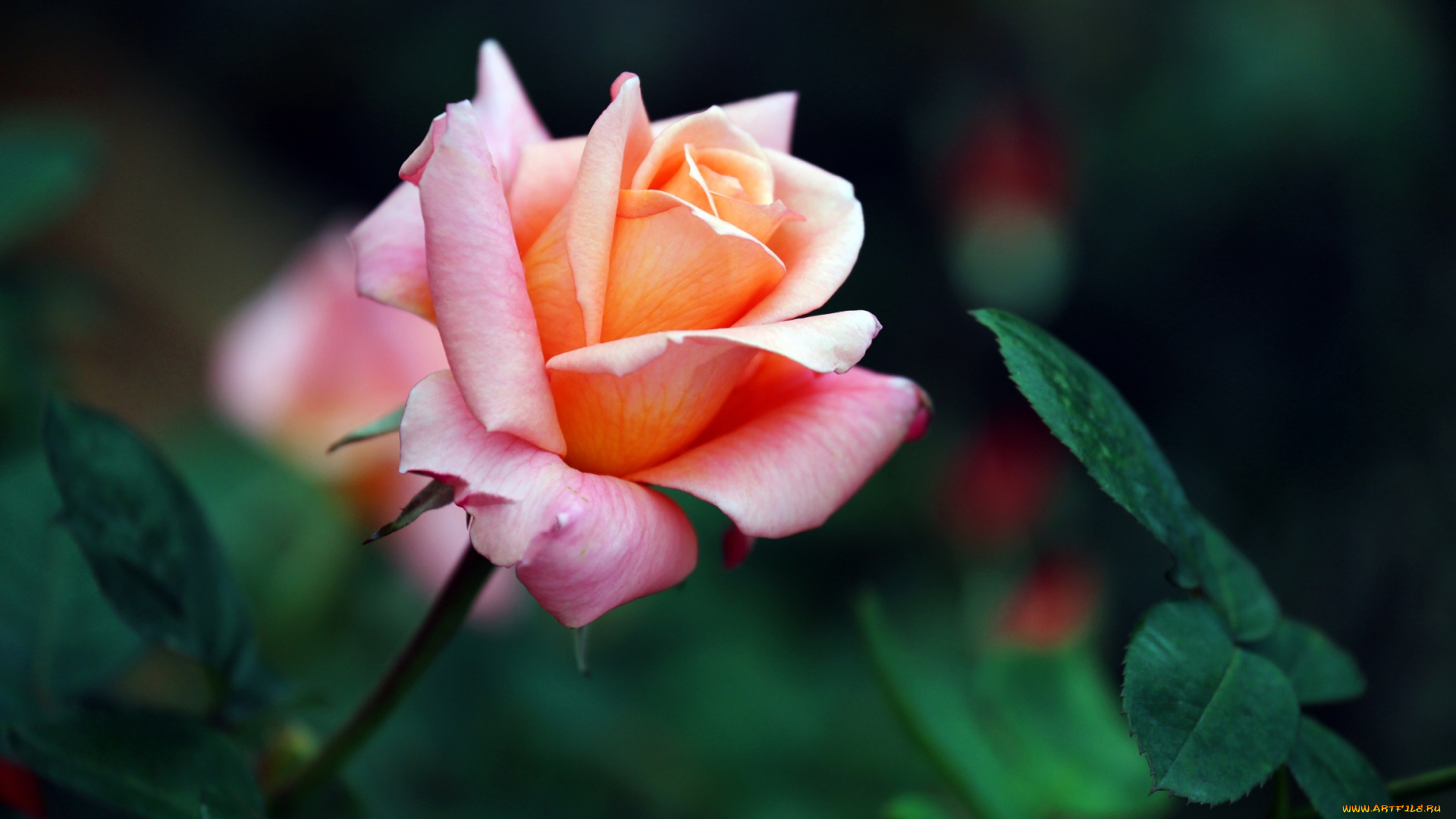 цветы, розы, бутон