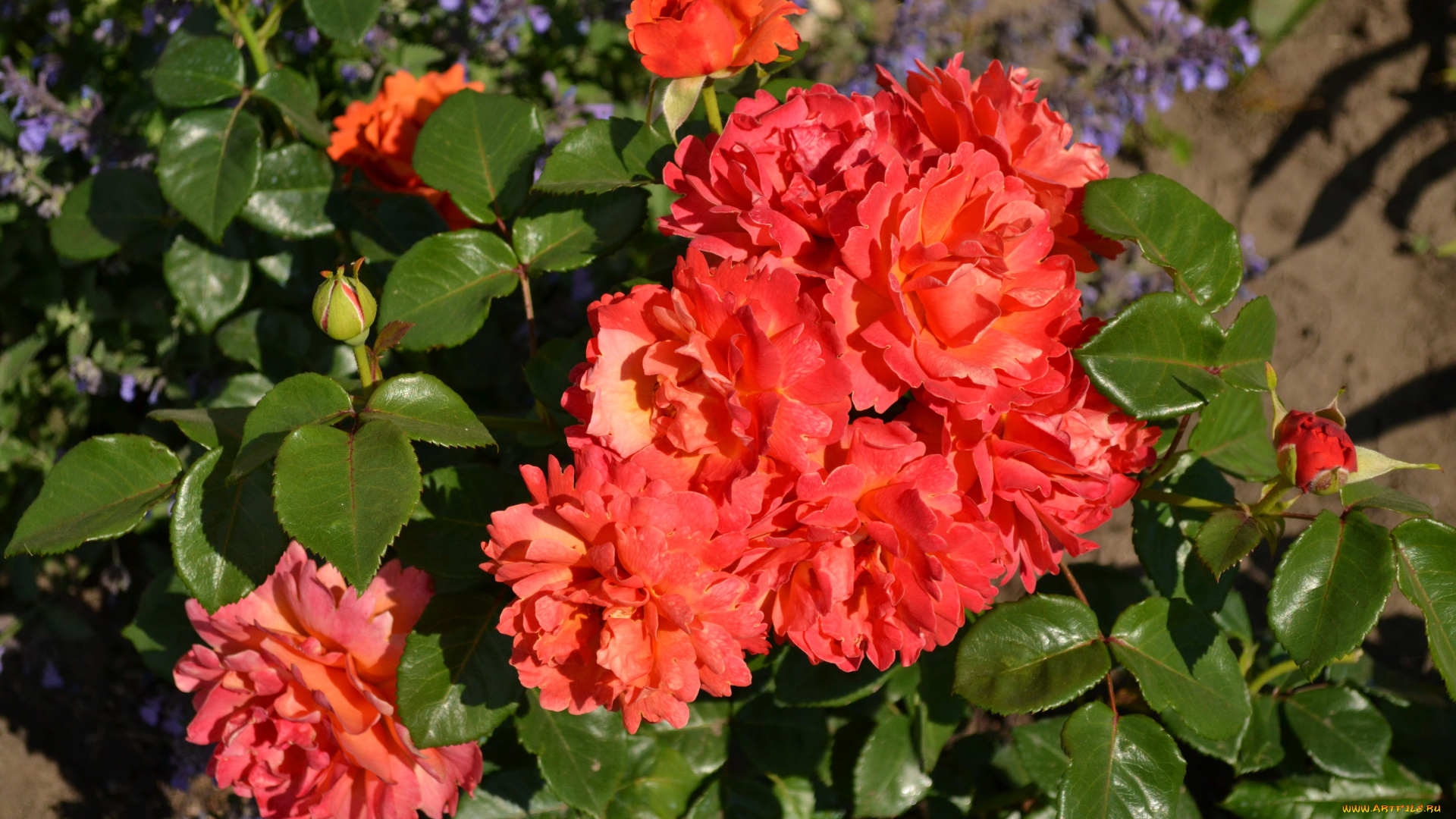 цветы, розы, куст