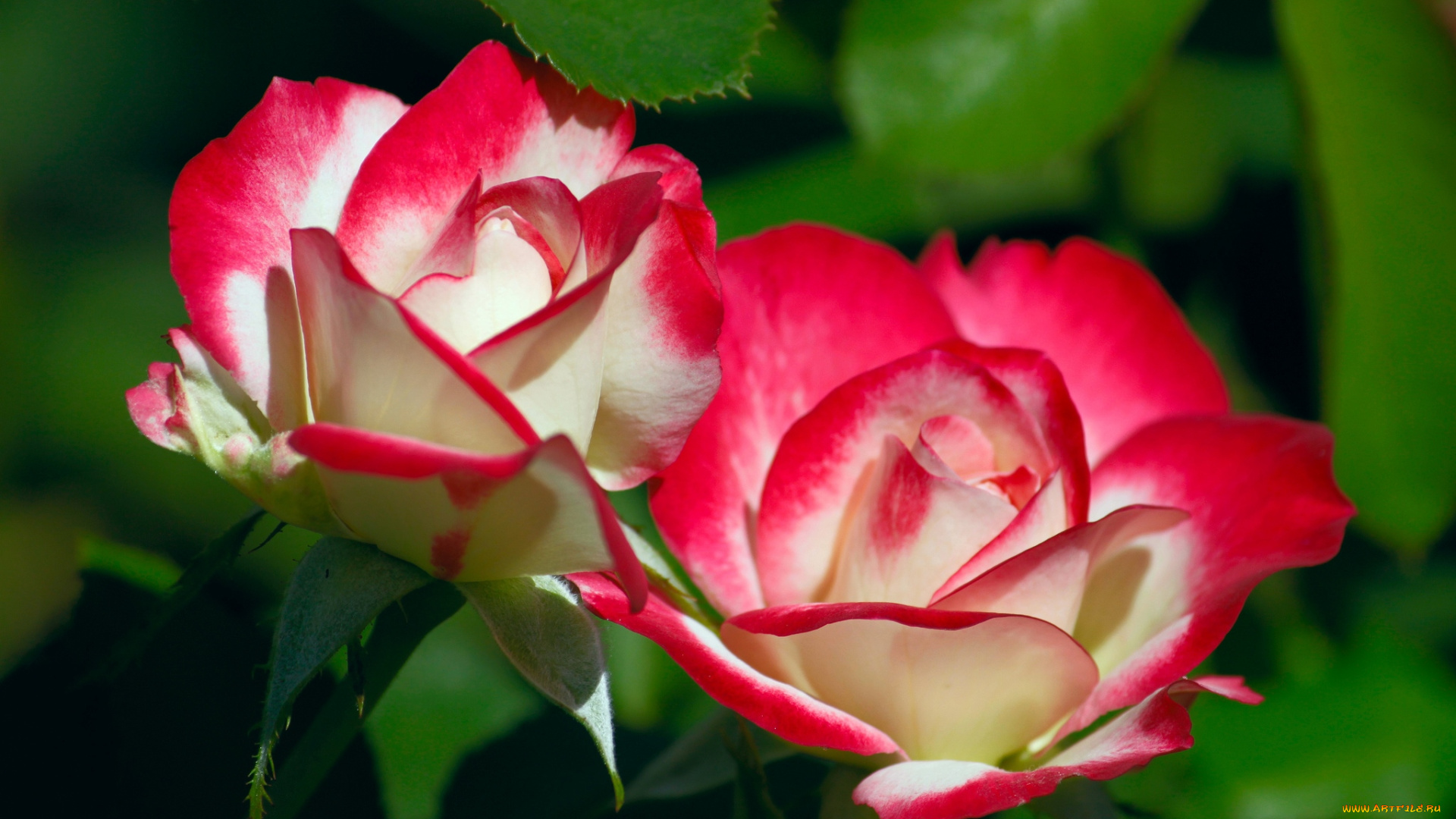 цветы, розы, пестрый