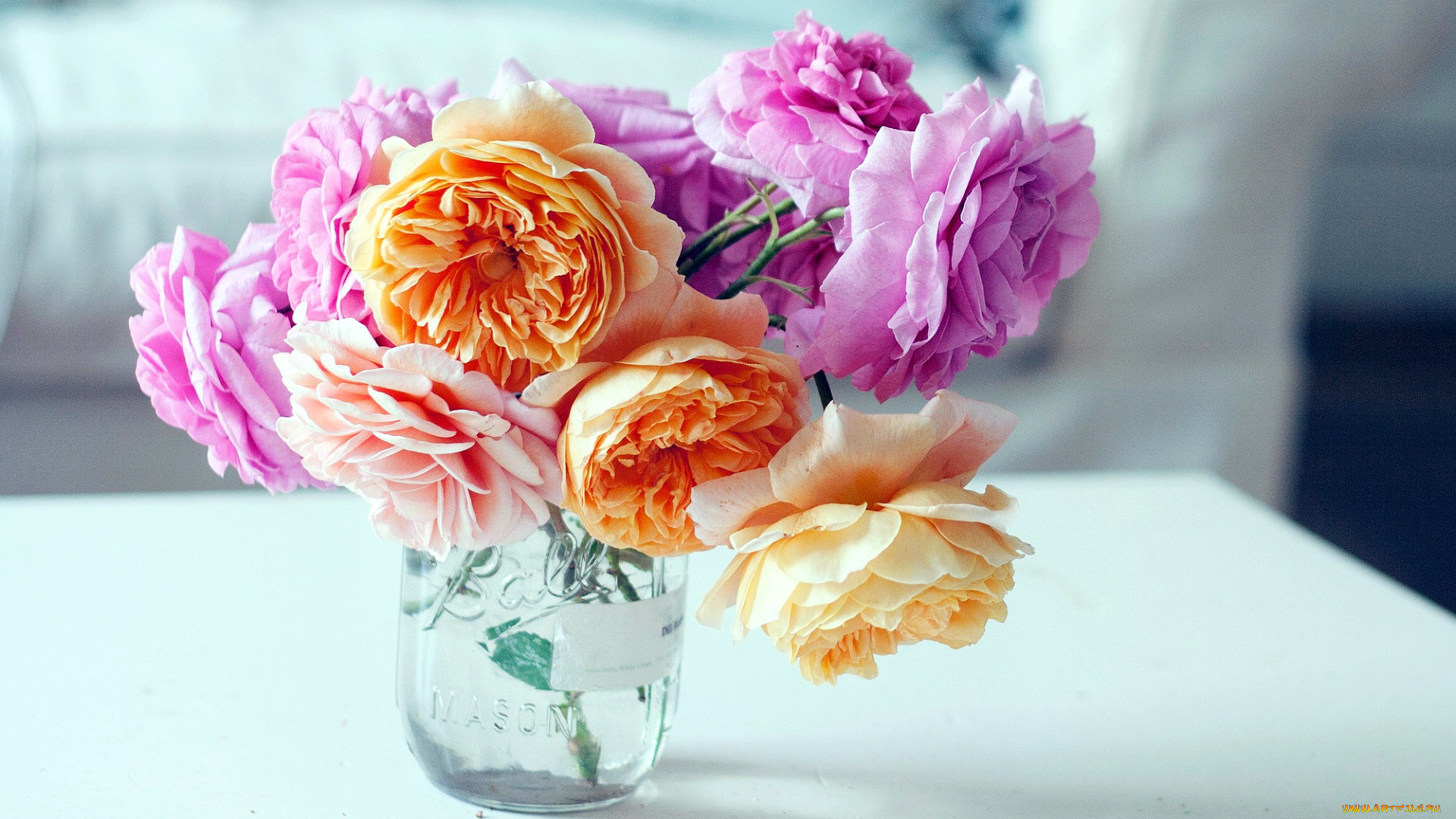 цветы, розы, розовый