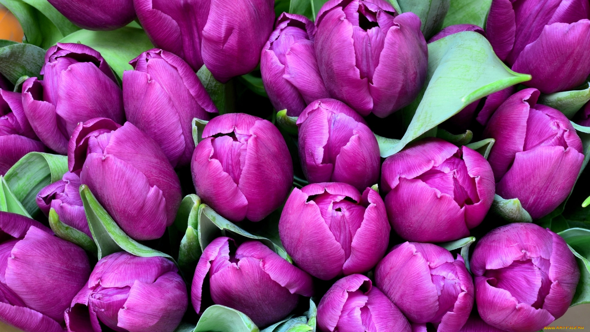 цветы, тюльпаны, лиловый