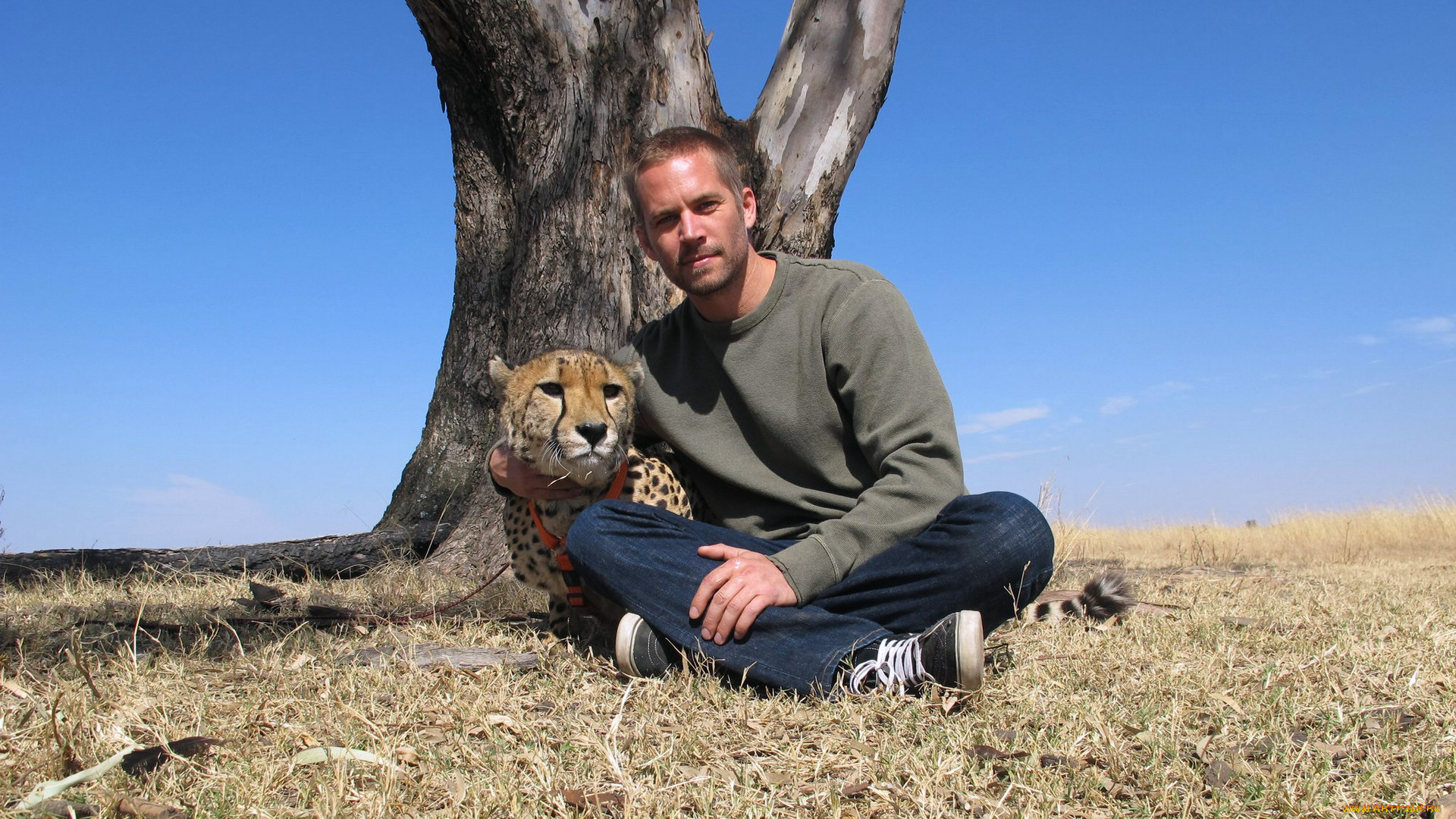 paul, walker, мужчины, дерево