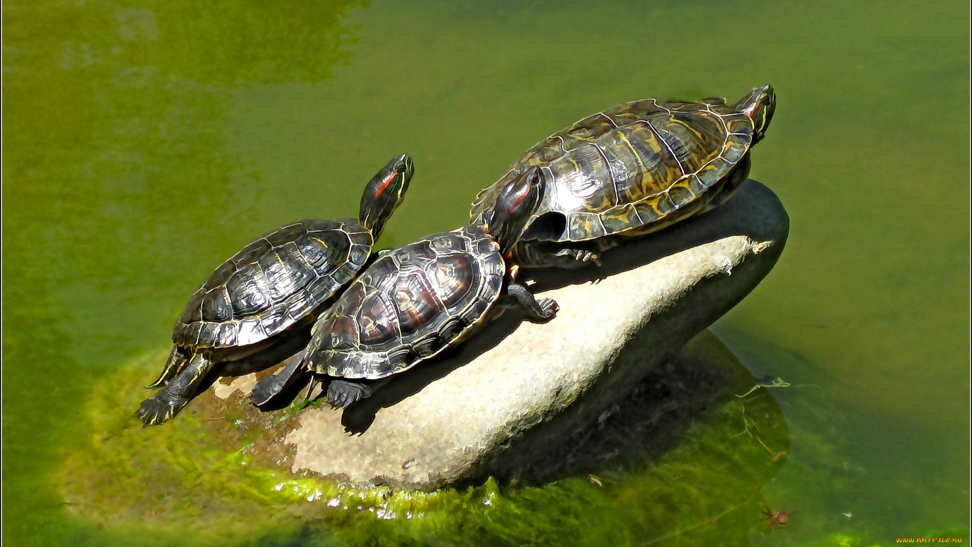 разное, компьютерный, дизайн, черепахи, камень