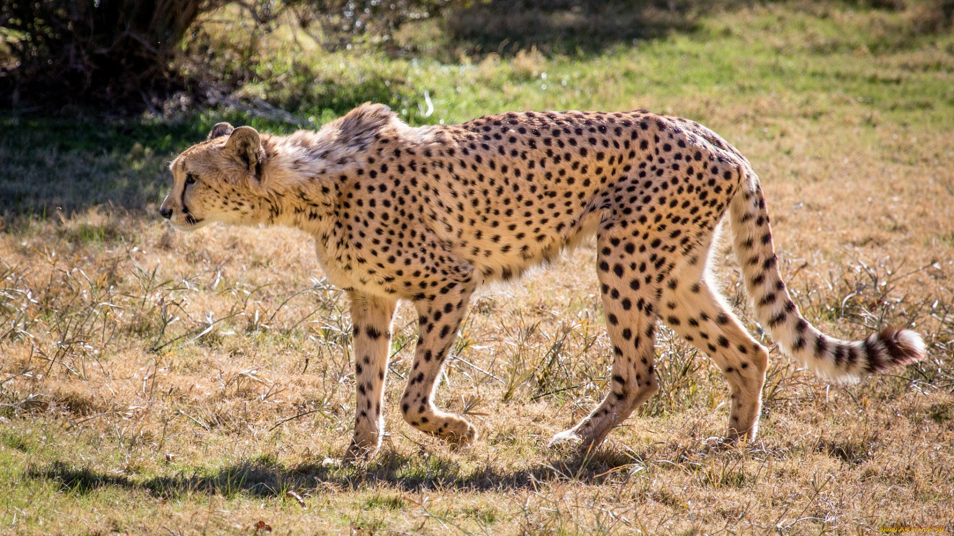 животные, гепарды, гепард