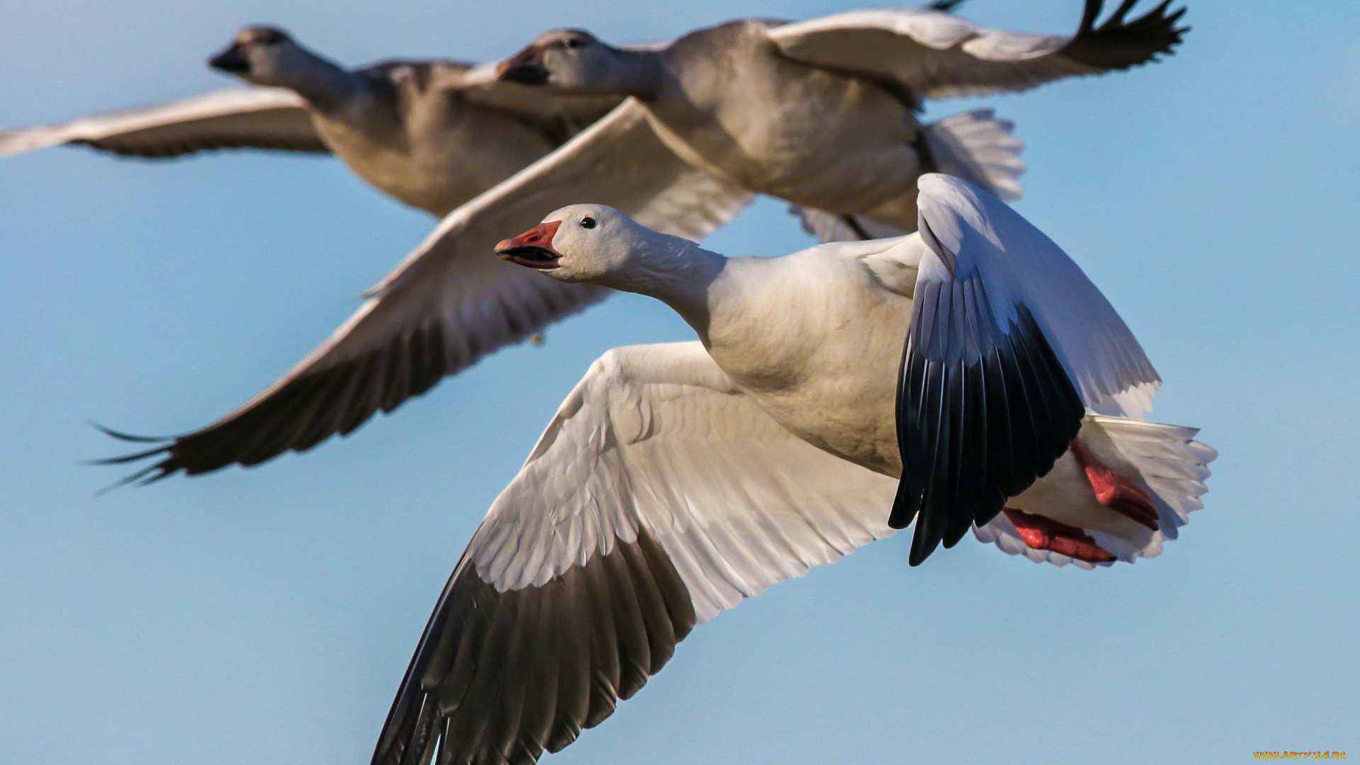 животные, гуси, полет