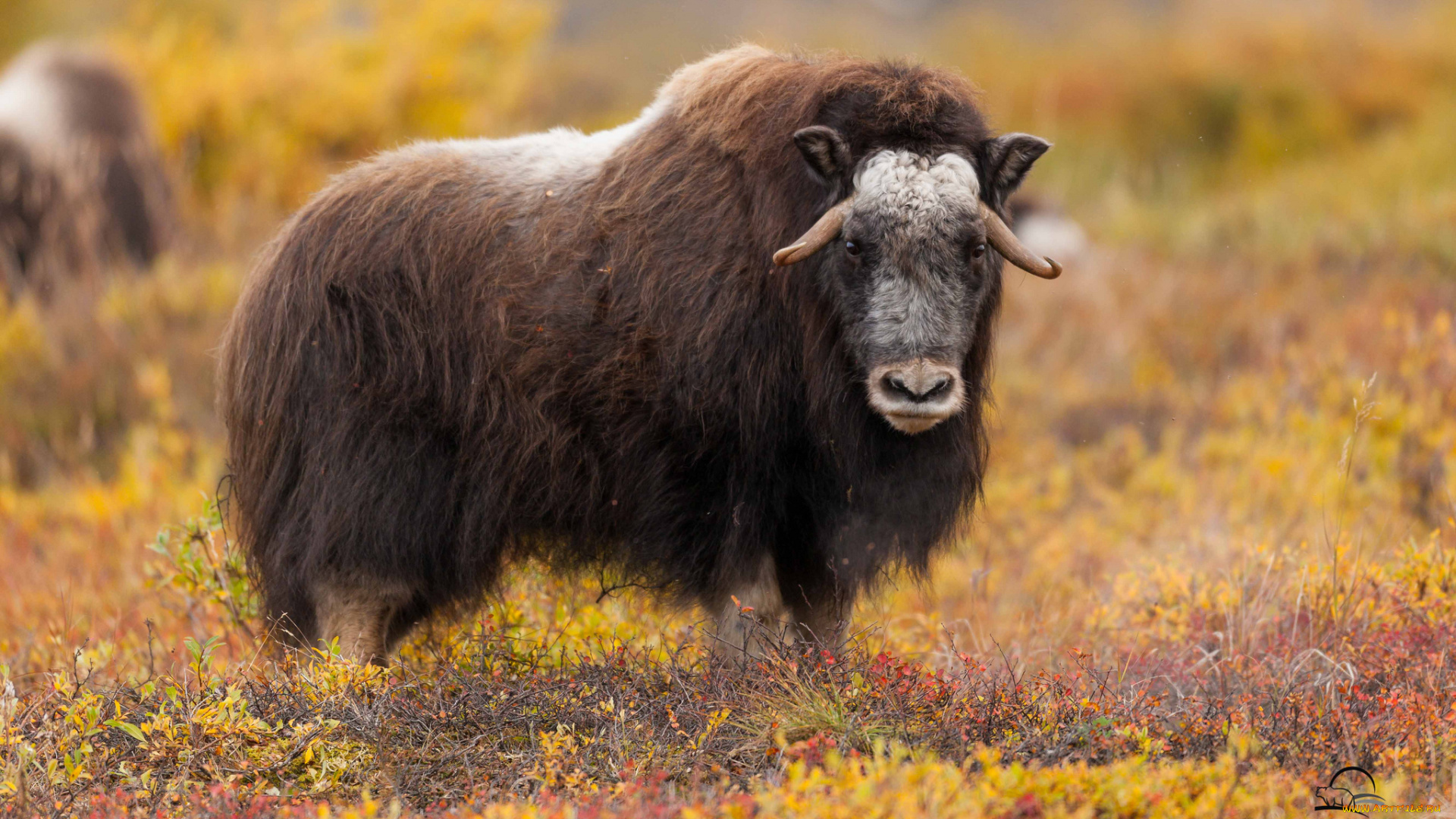 животные, коровы, , буйволы, овцебык