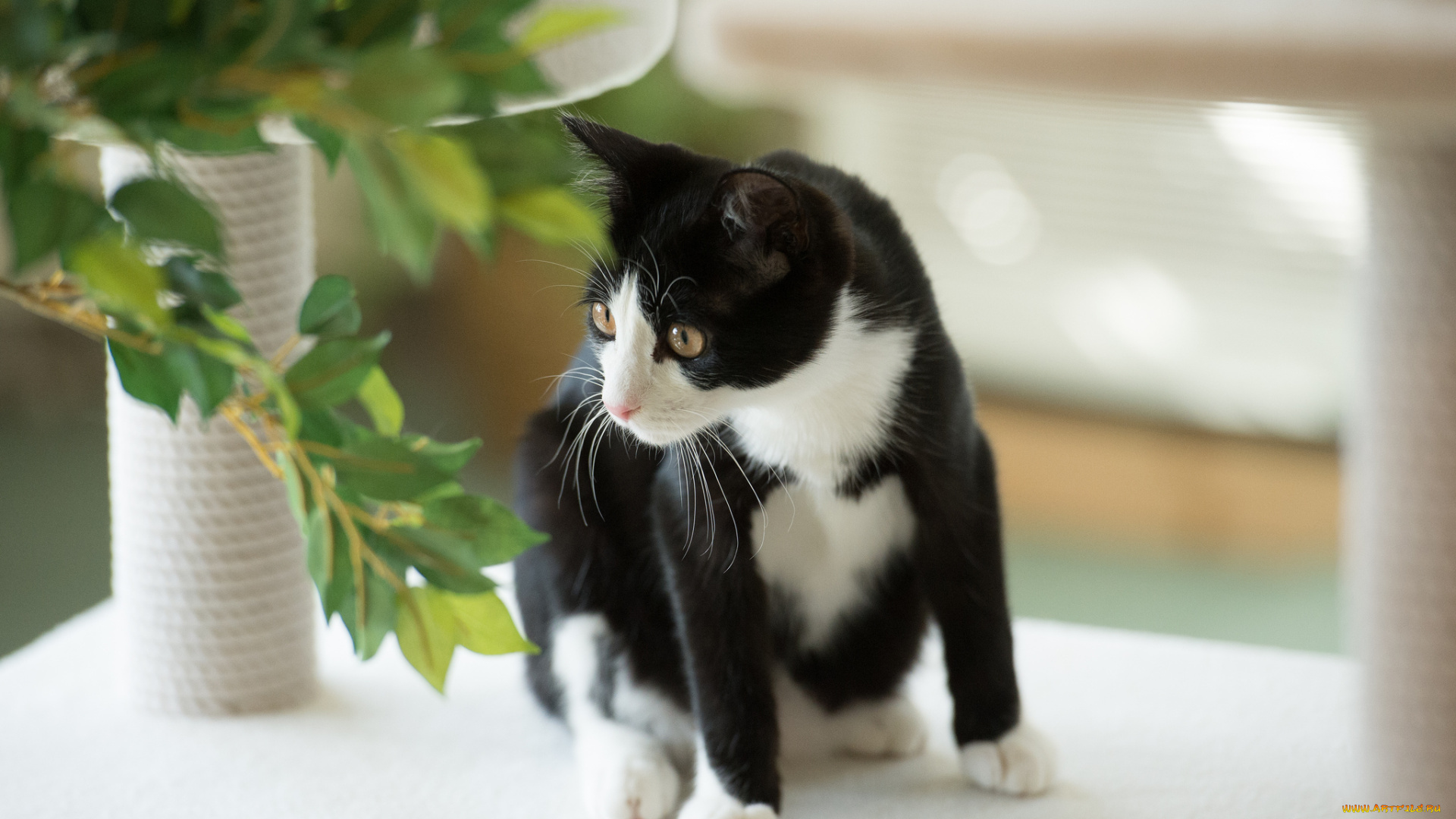 животные, коты, черно-белая, растение
