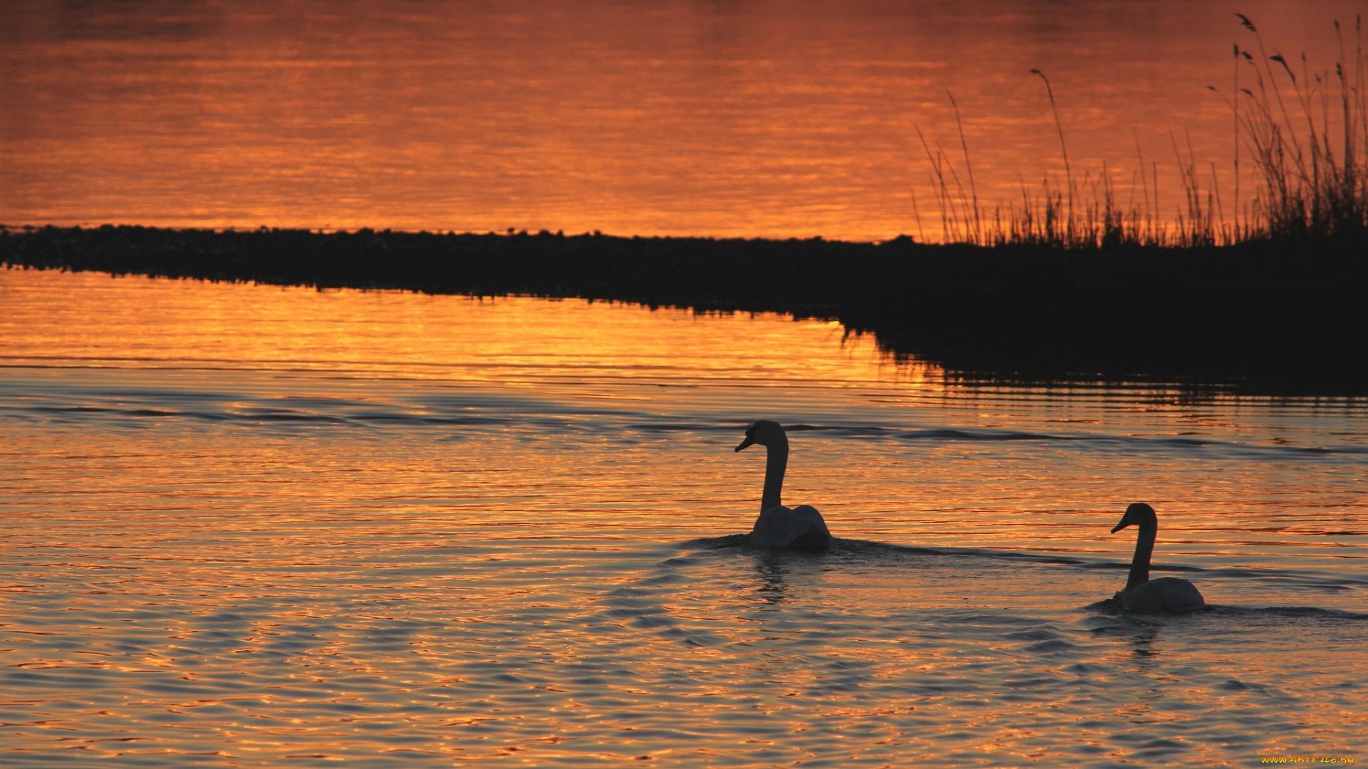 животные, лебеди, закат