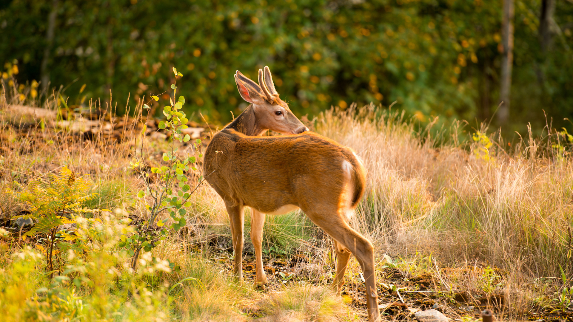 животные, олени, олень