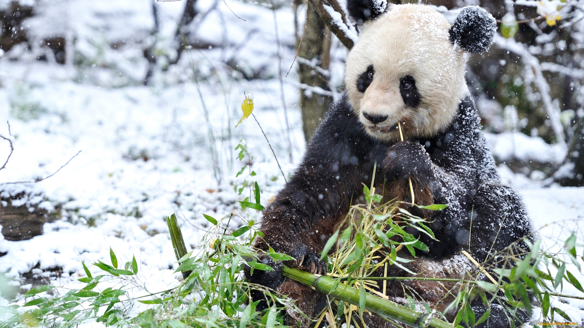 животные, панды, мишка, снег