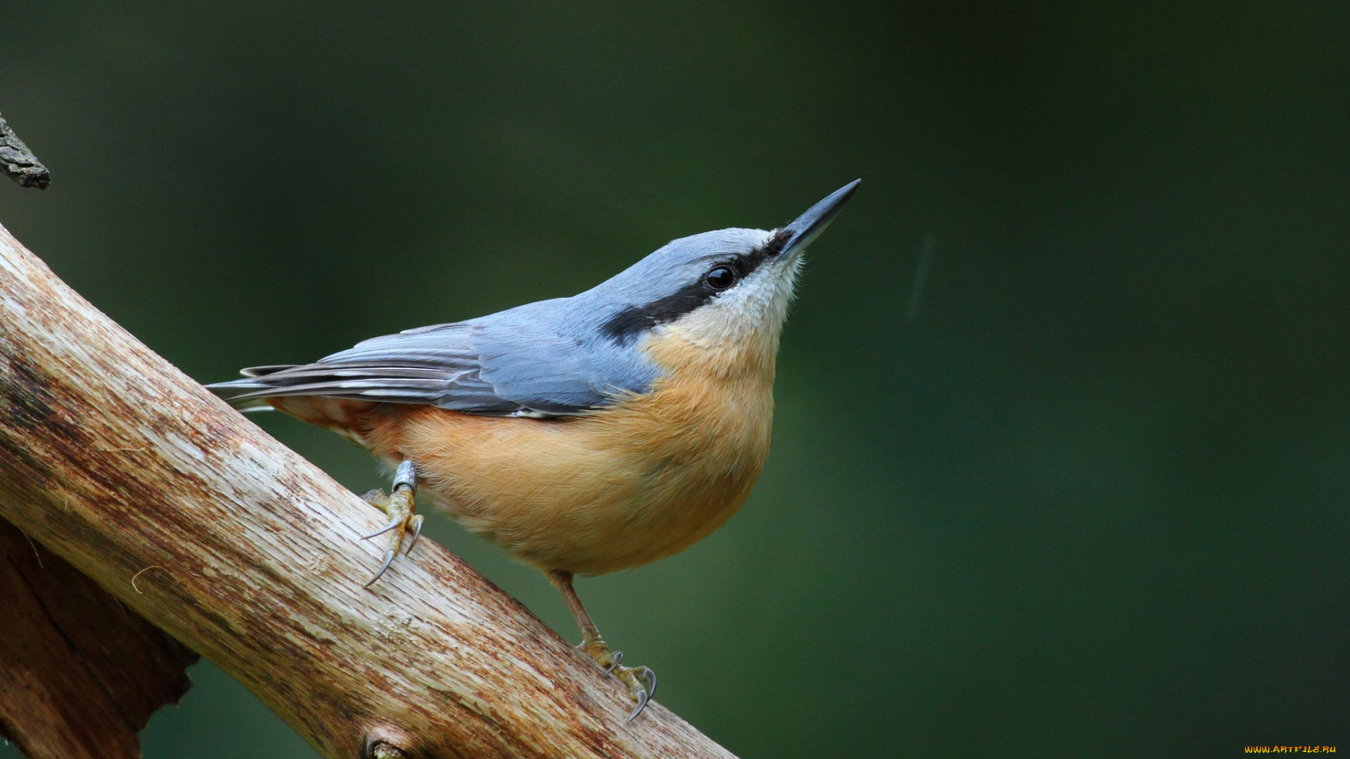 животные, поползни, птичка